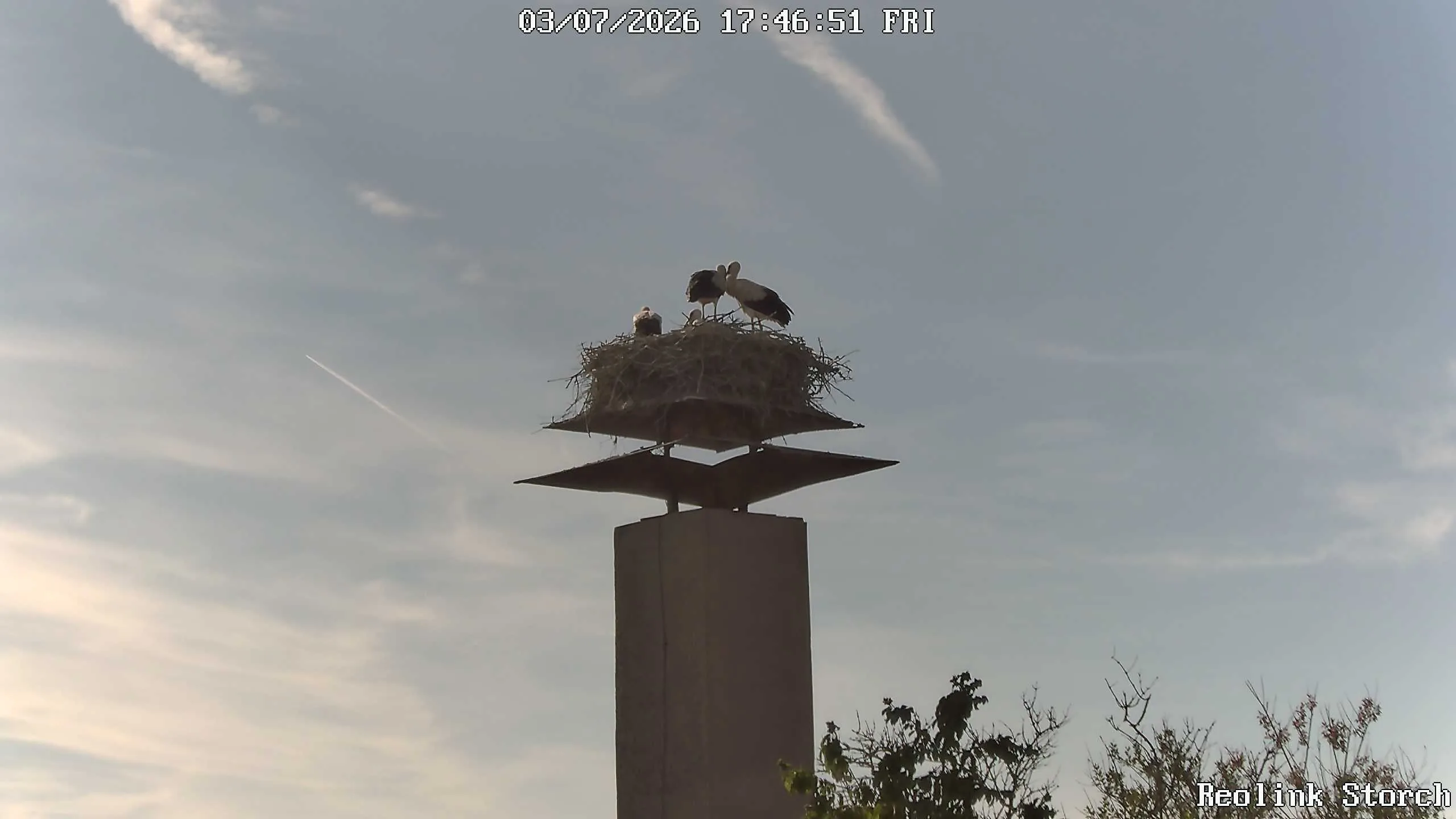 Storchencam Bild
