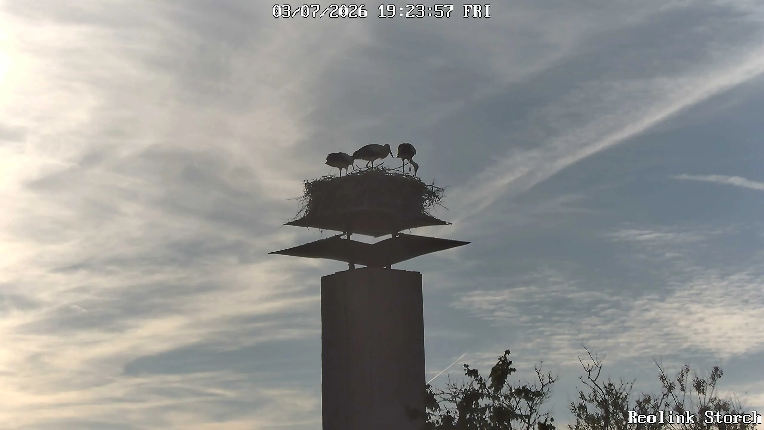 Storchencam Bild