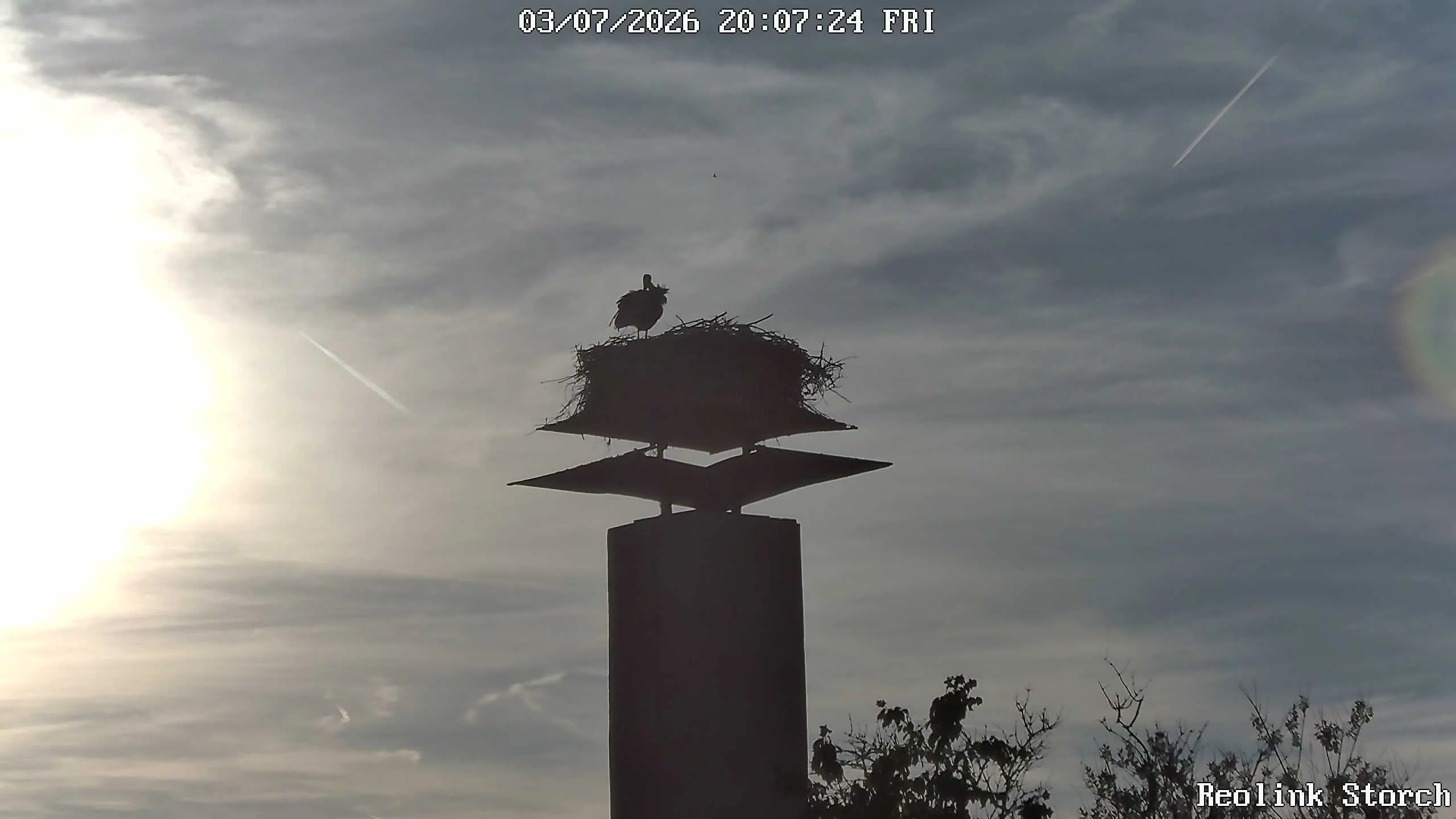 Storchencam Bild