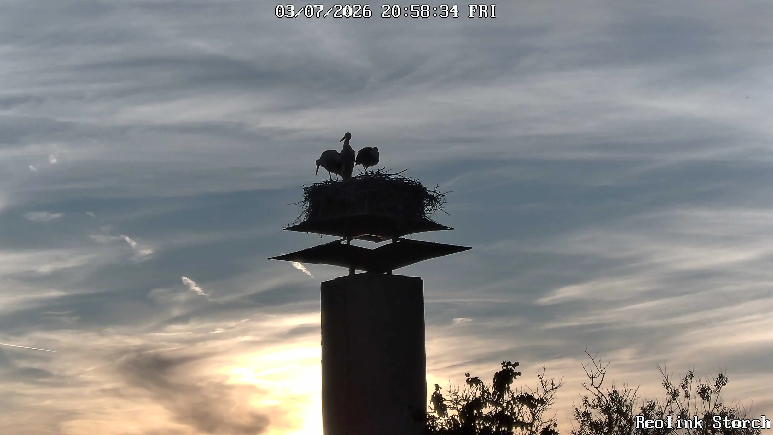 Storchencam Bild
