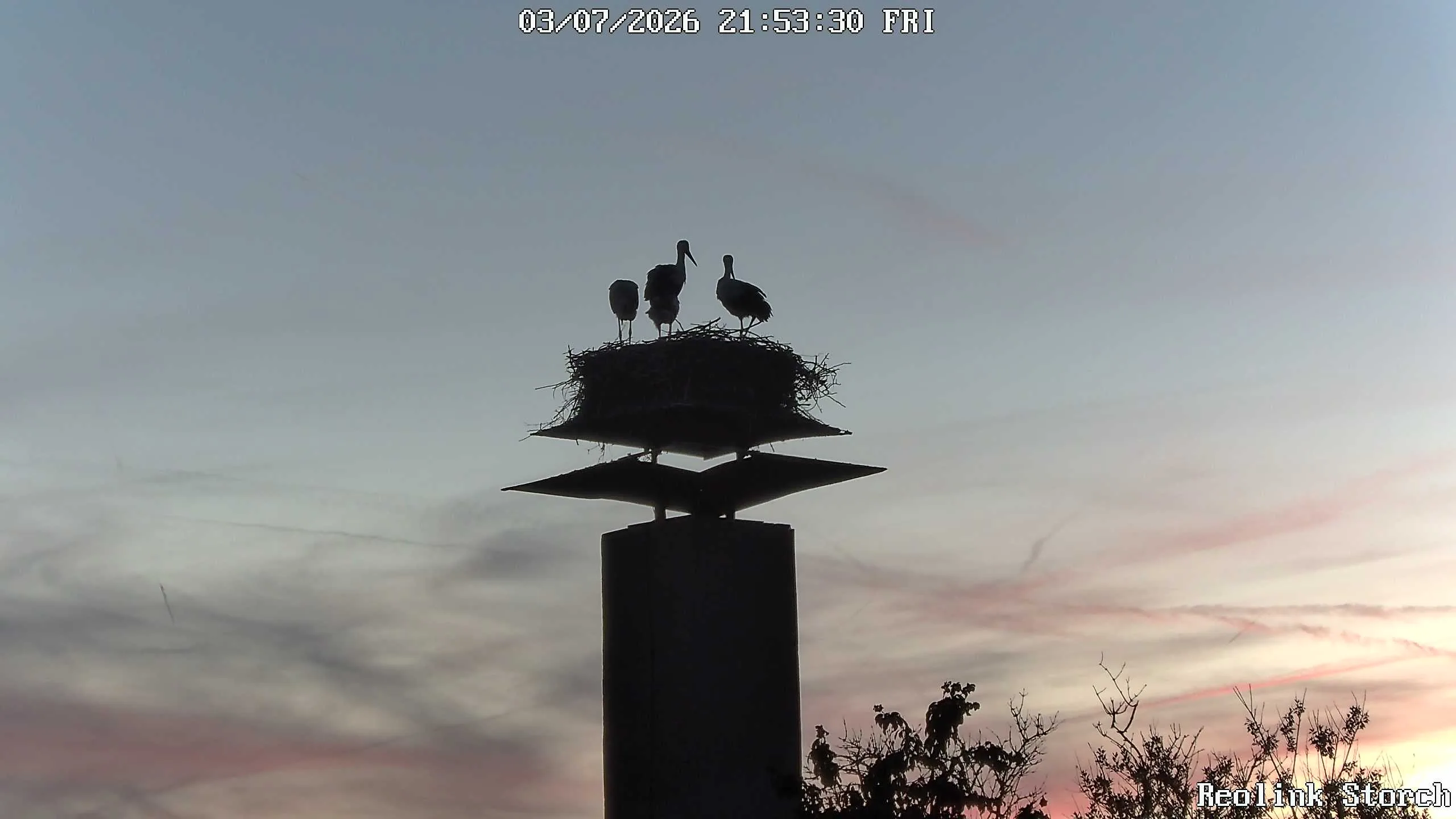 Storchencam Bild