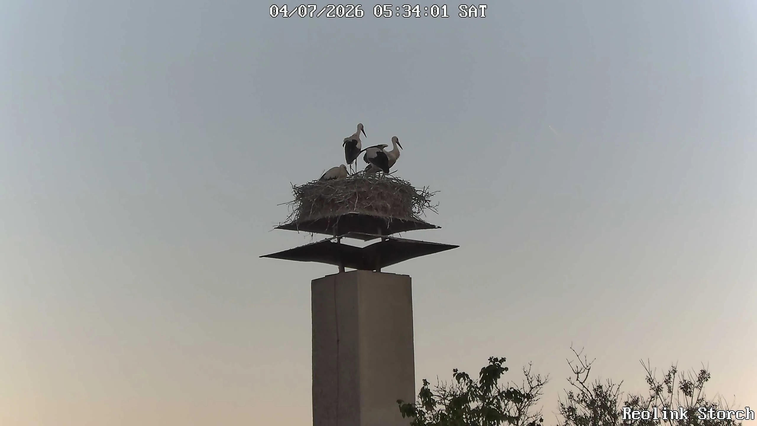 Storchencam Bild