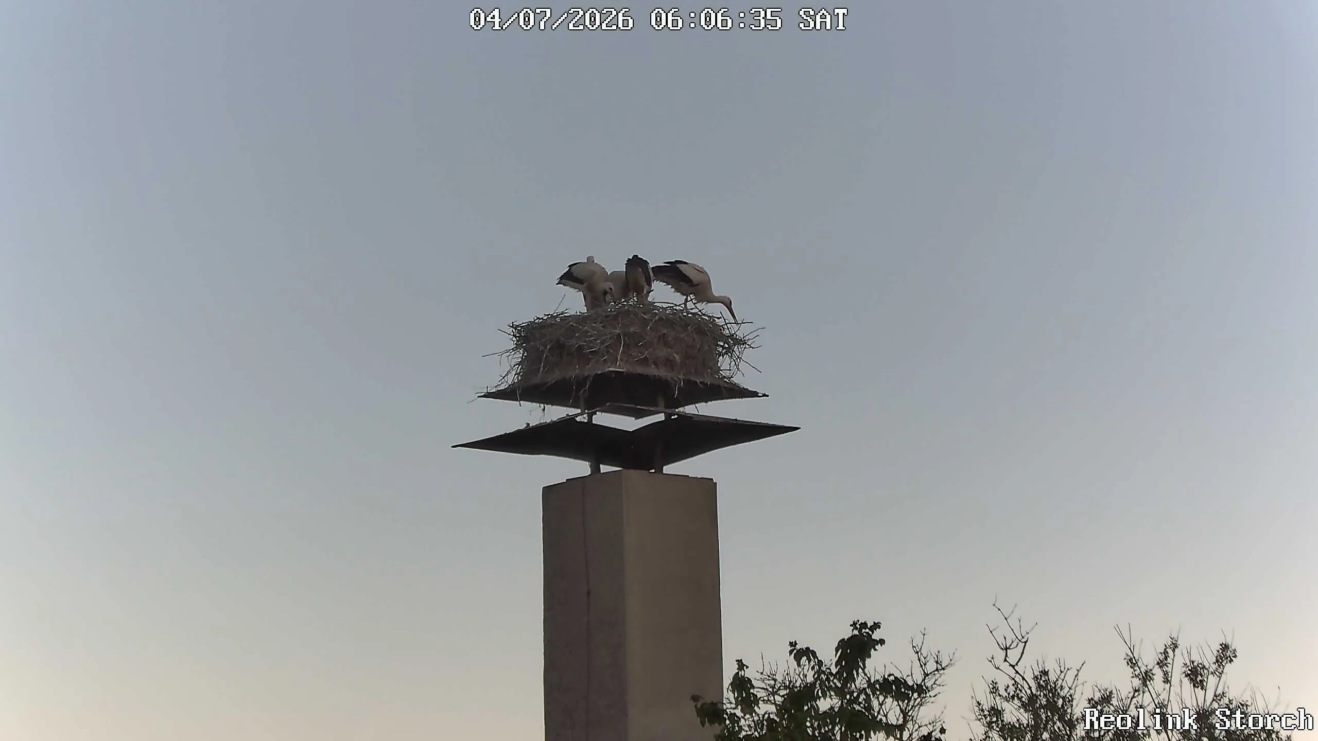 Storchencam Bild