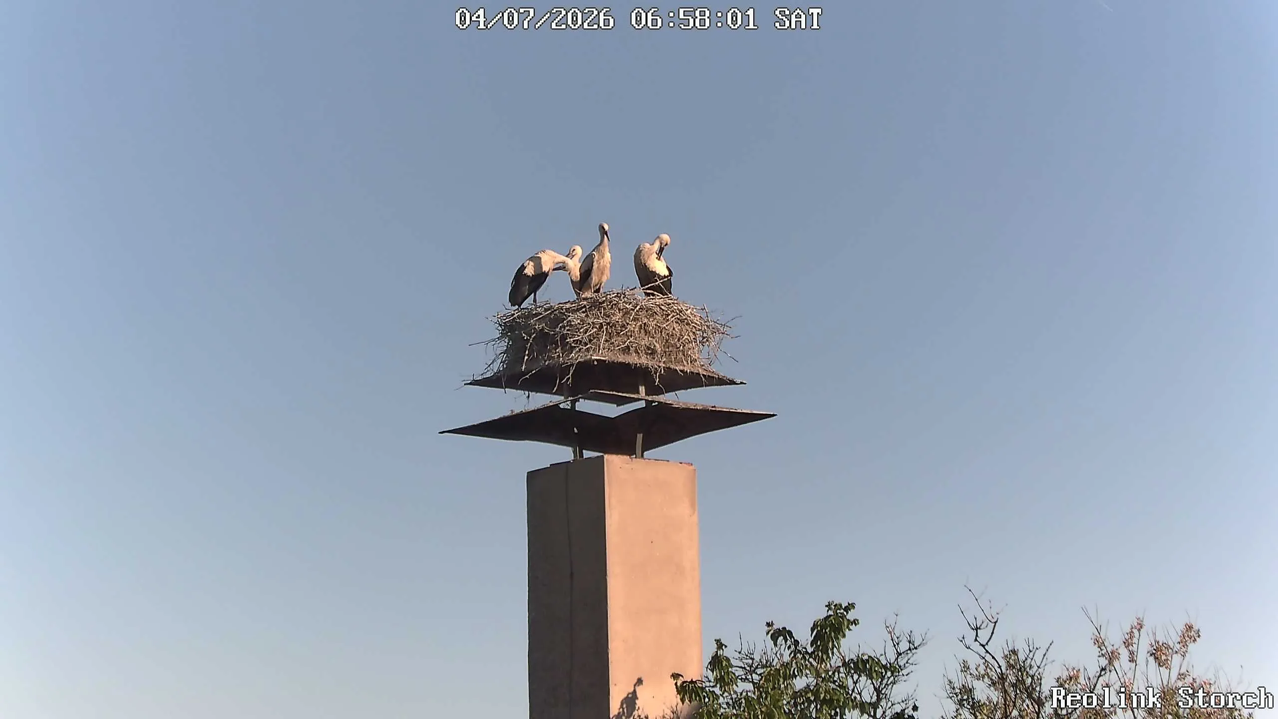 Storchencam Bild