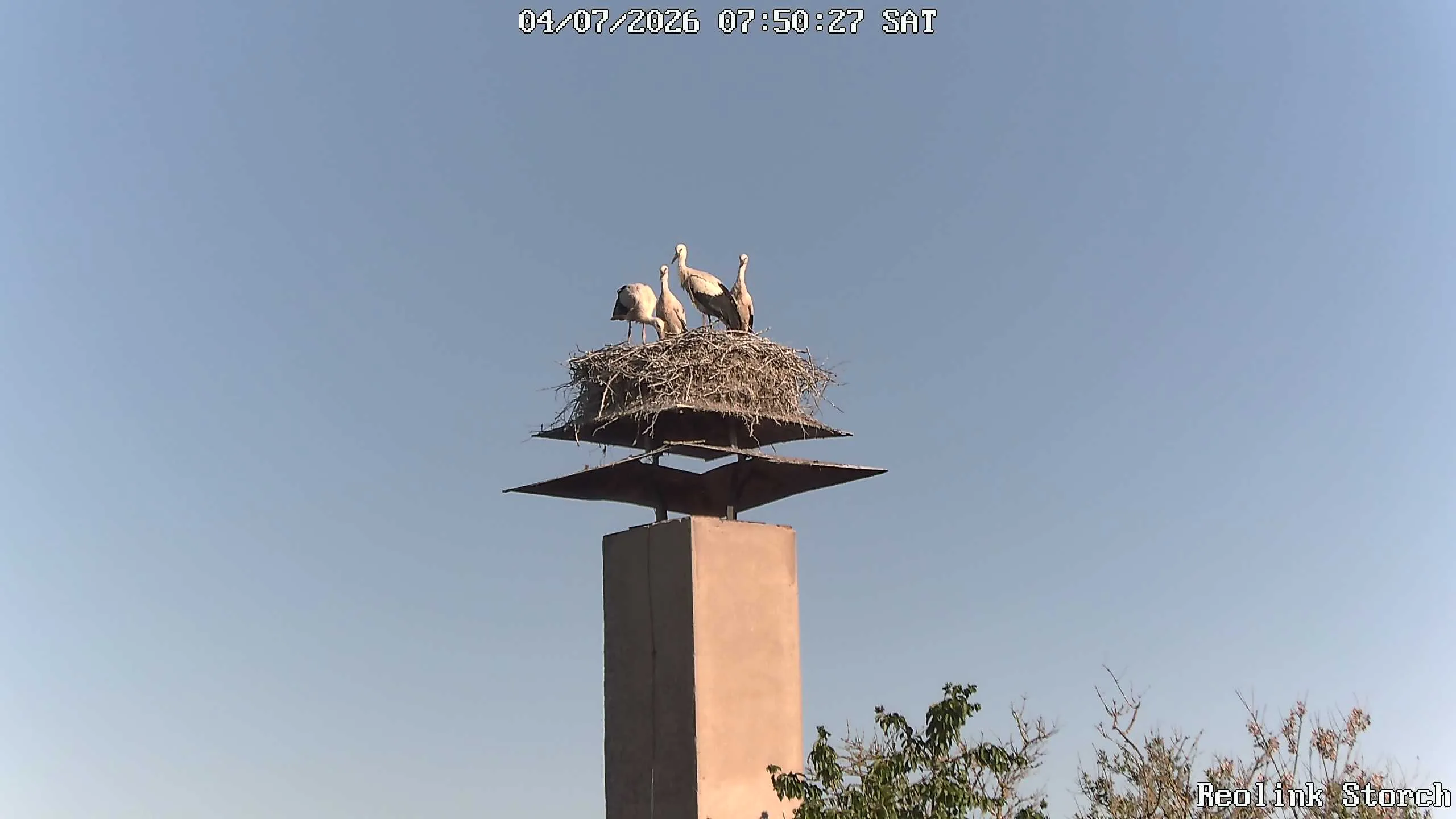Storchencam Bild