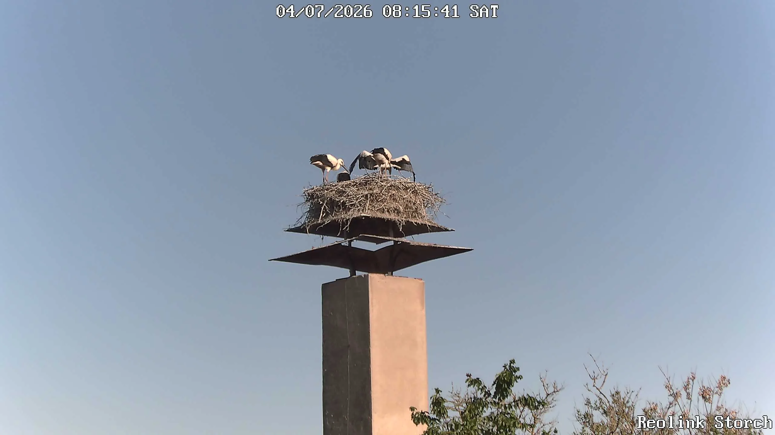 Storchencam Bild
