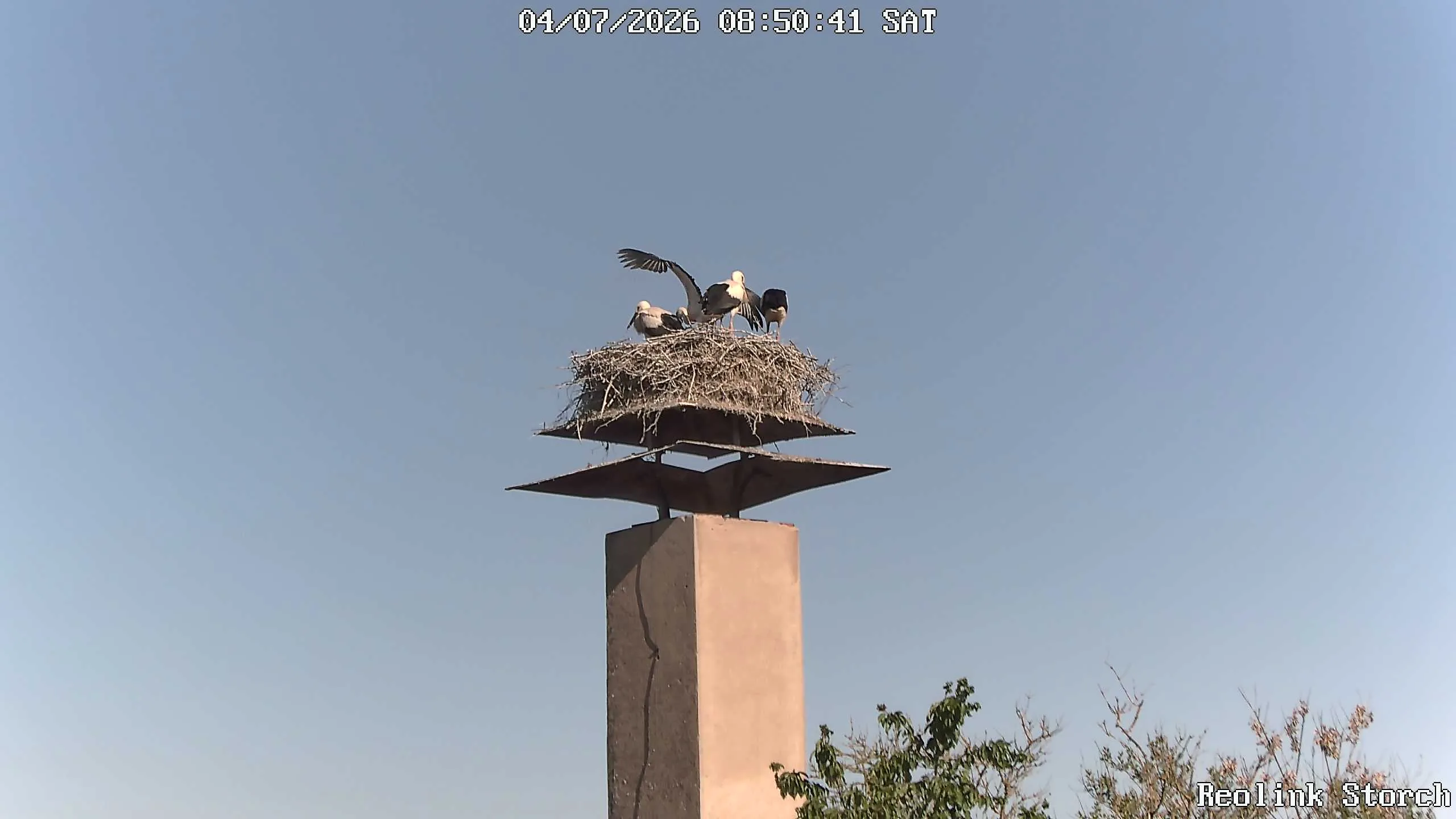 Storchencam Bild