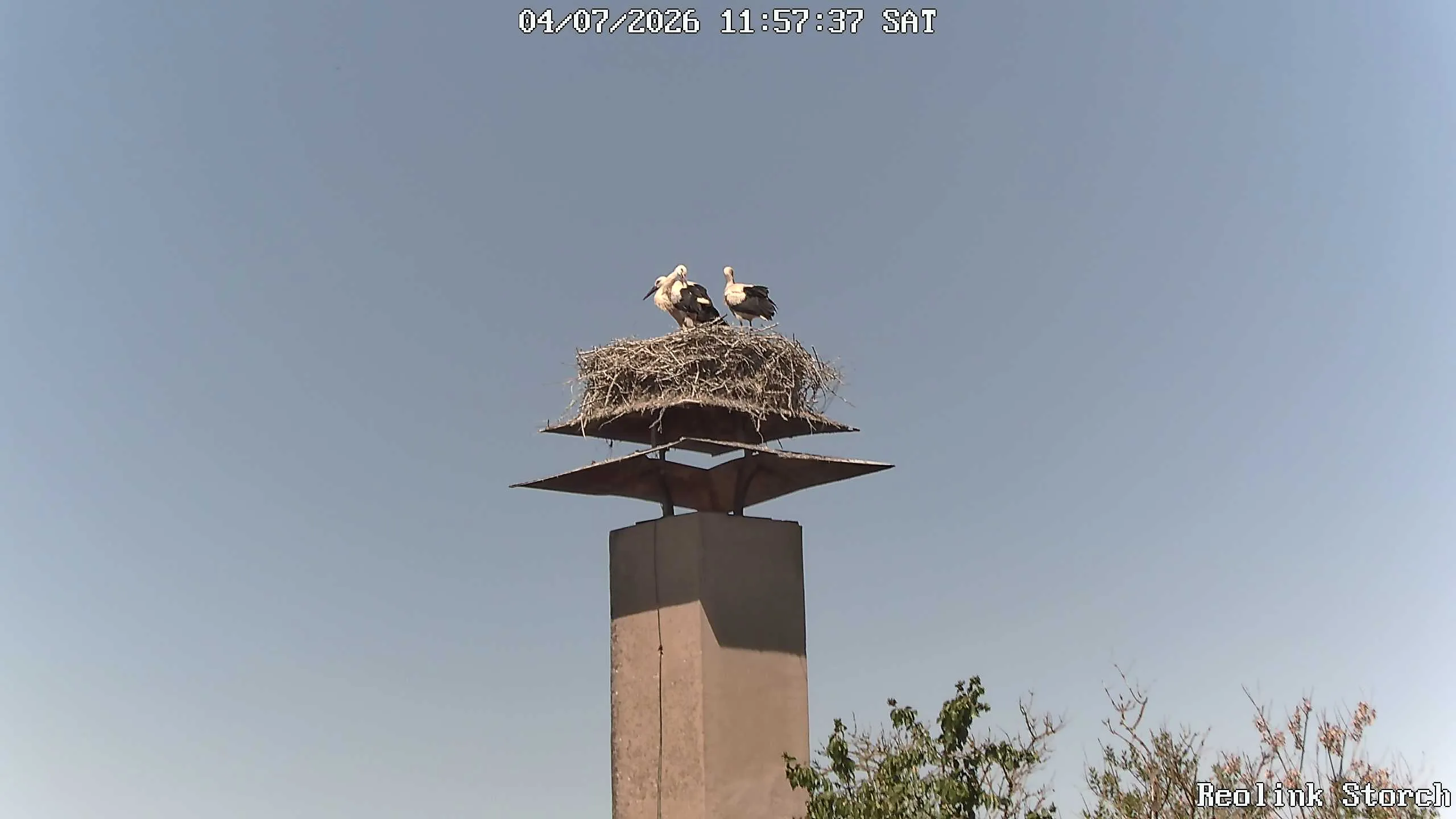 Storchencam Bild