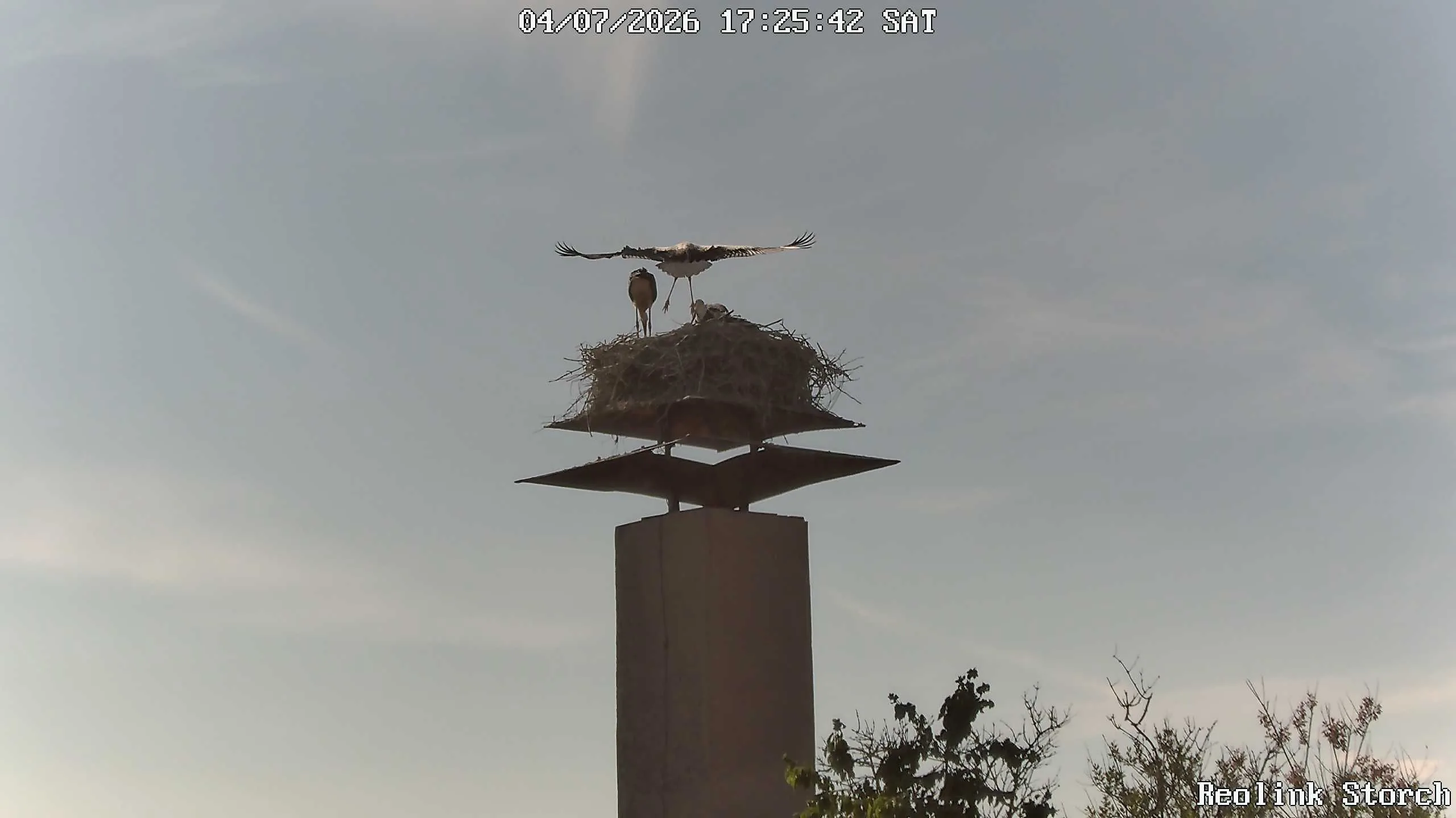 Storchencam Bild
