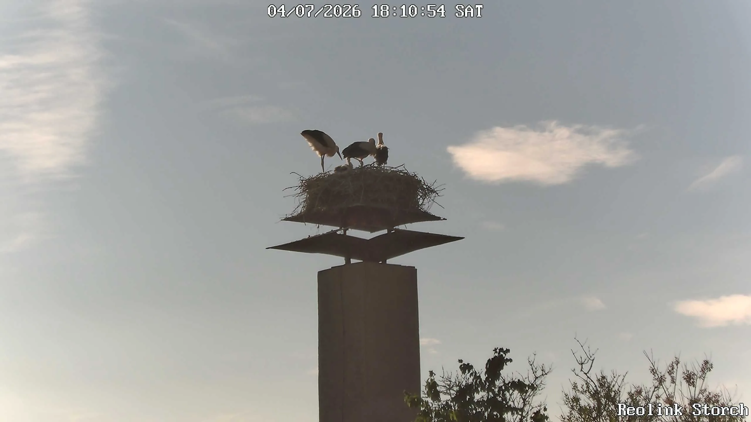 Storchencam Bild