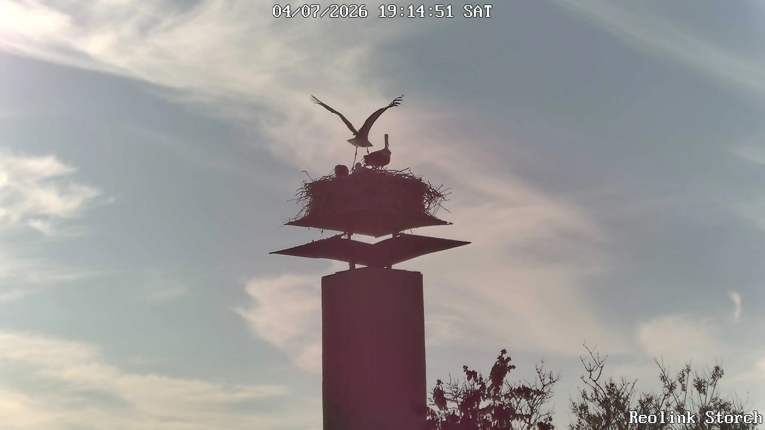 Storchencam Bild