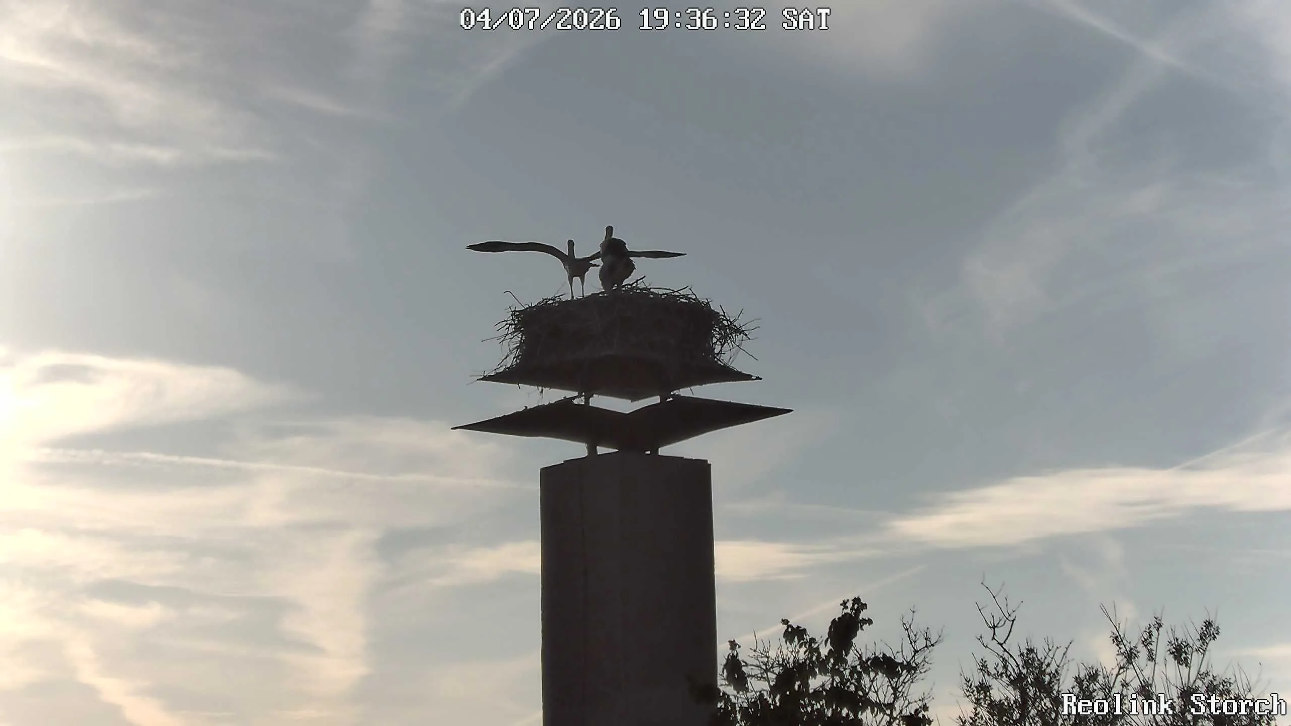 Storchencam Bild