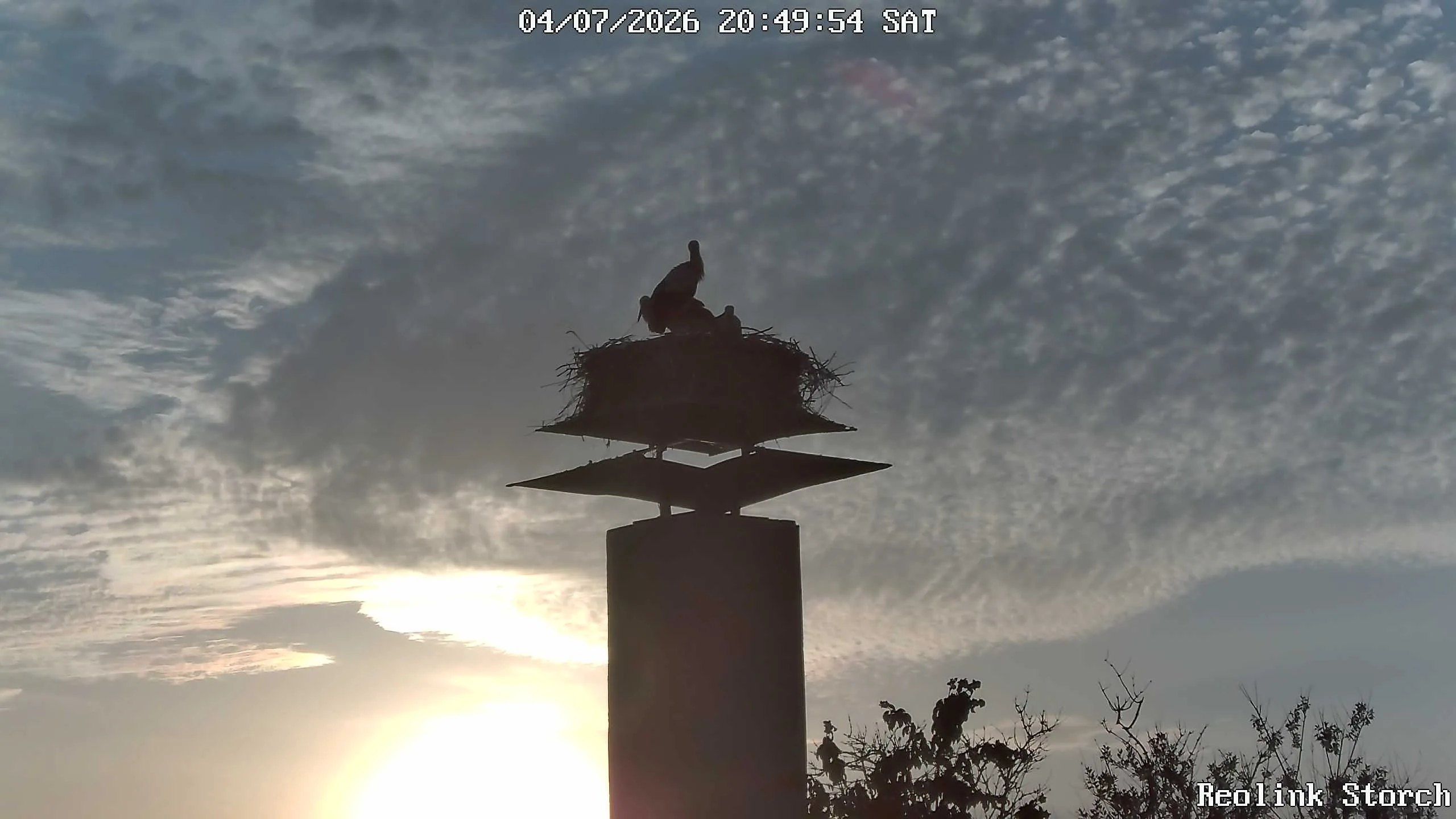 Storchencam Bild