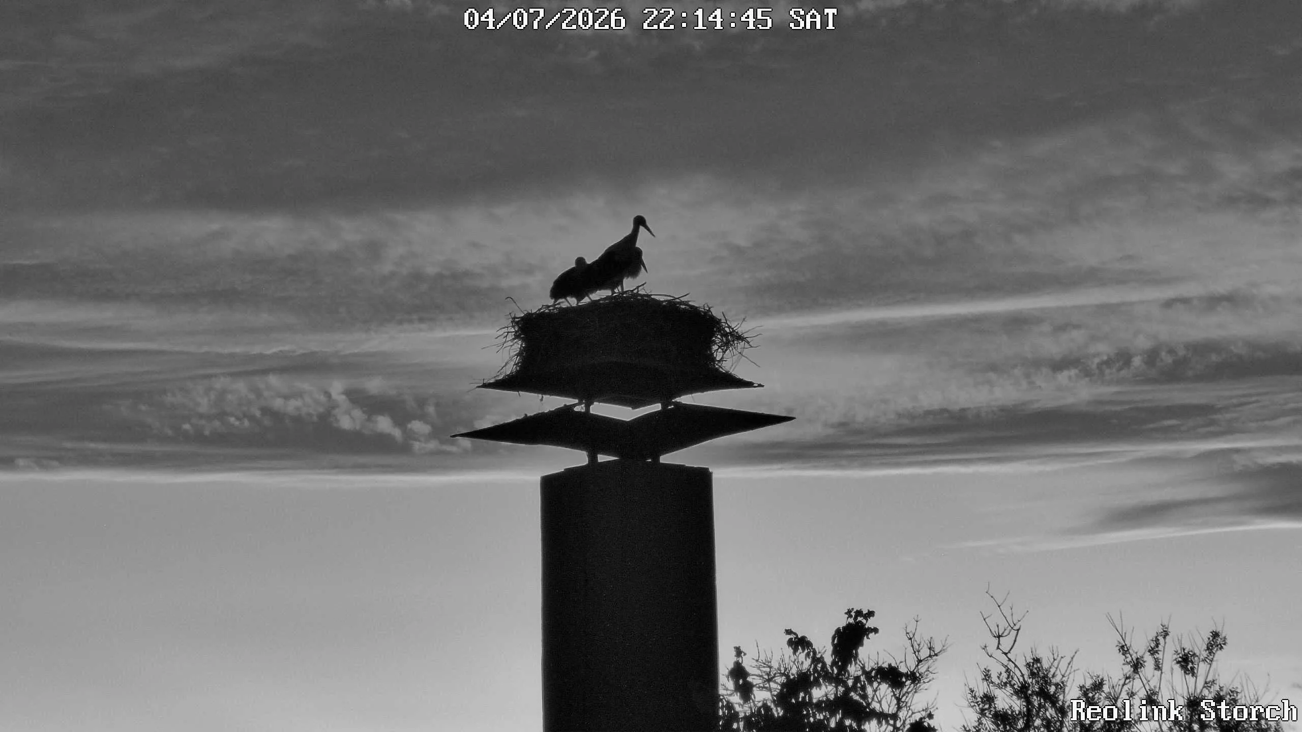 Storchencam Bild