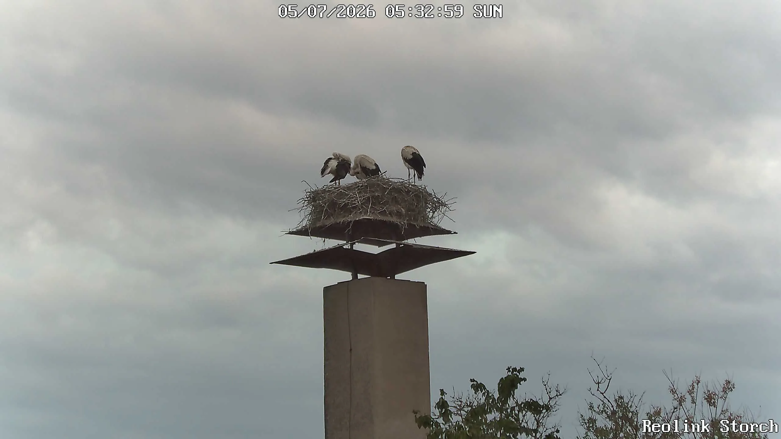Storchencam Bild