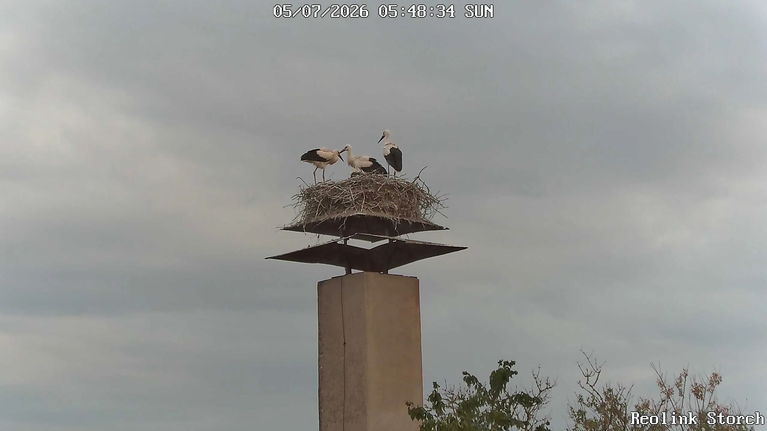 Storchencam Bild