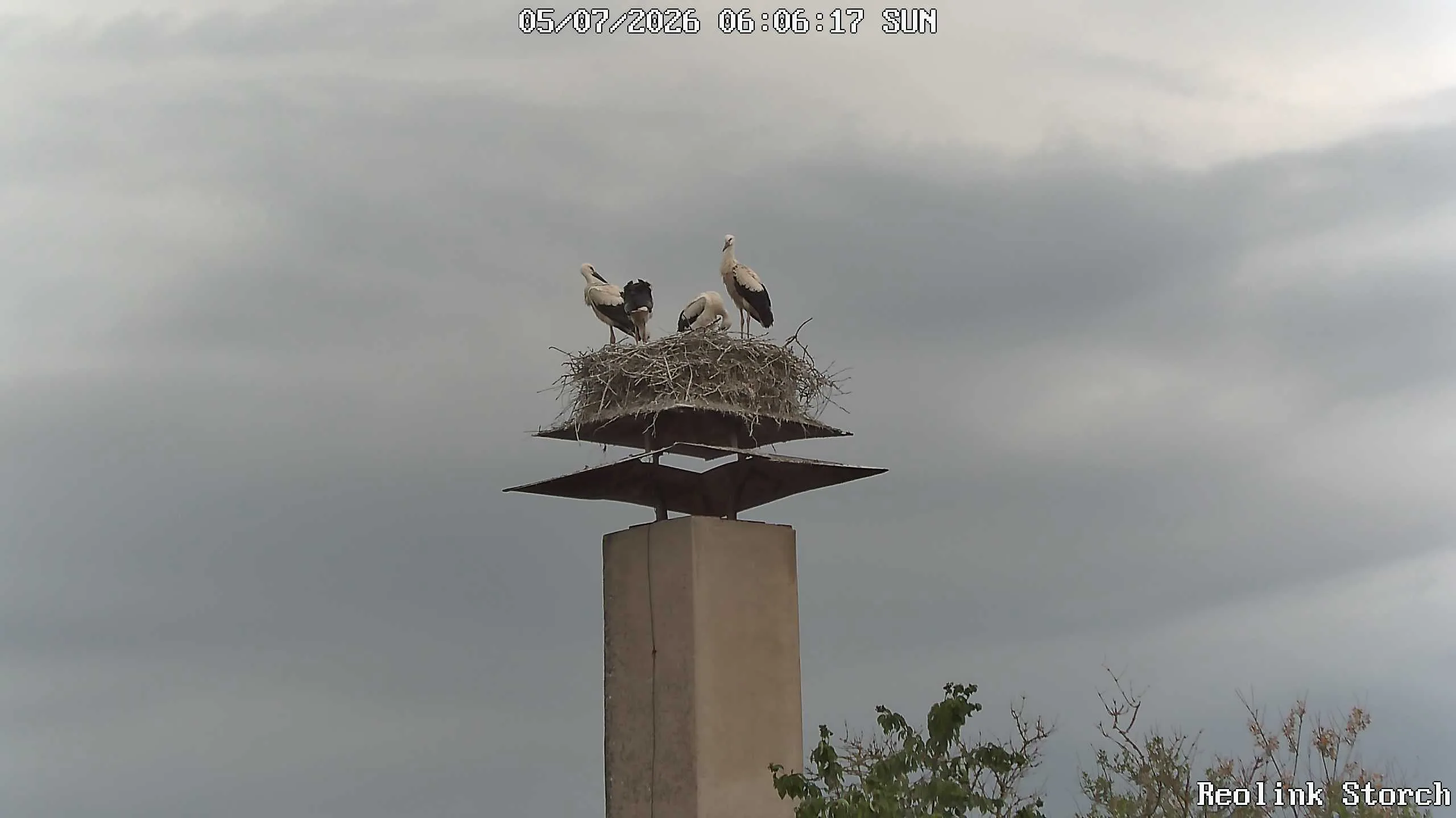 Storchencam Bild