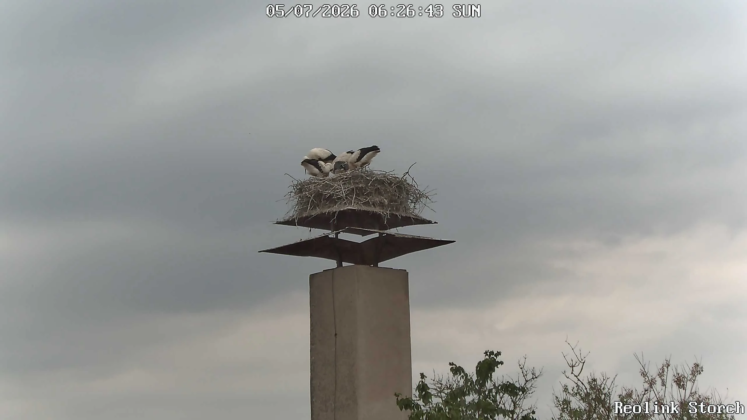 Storchencam Bild