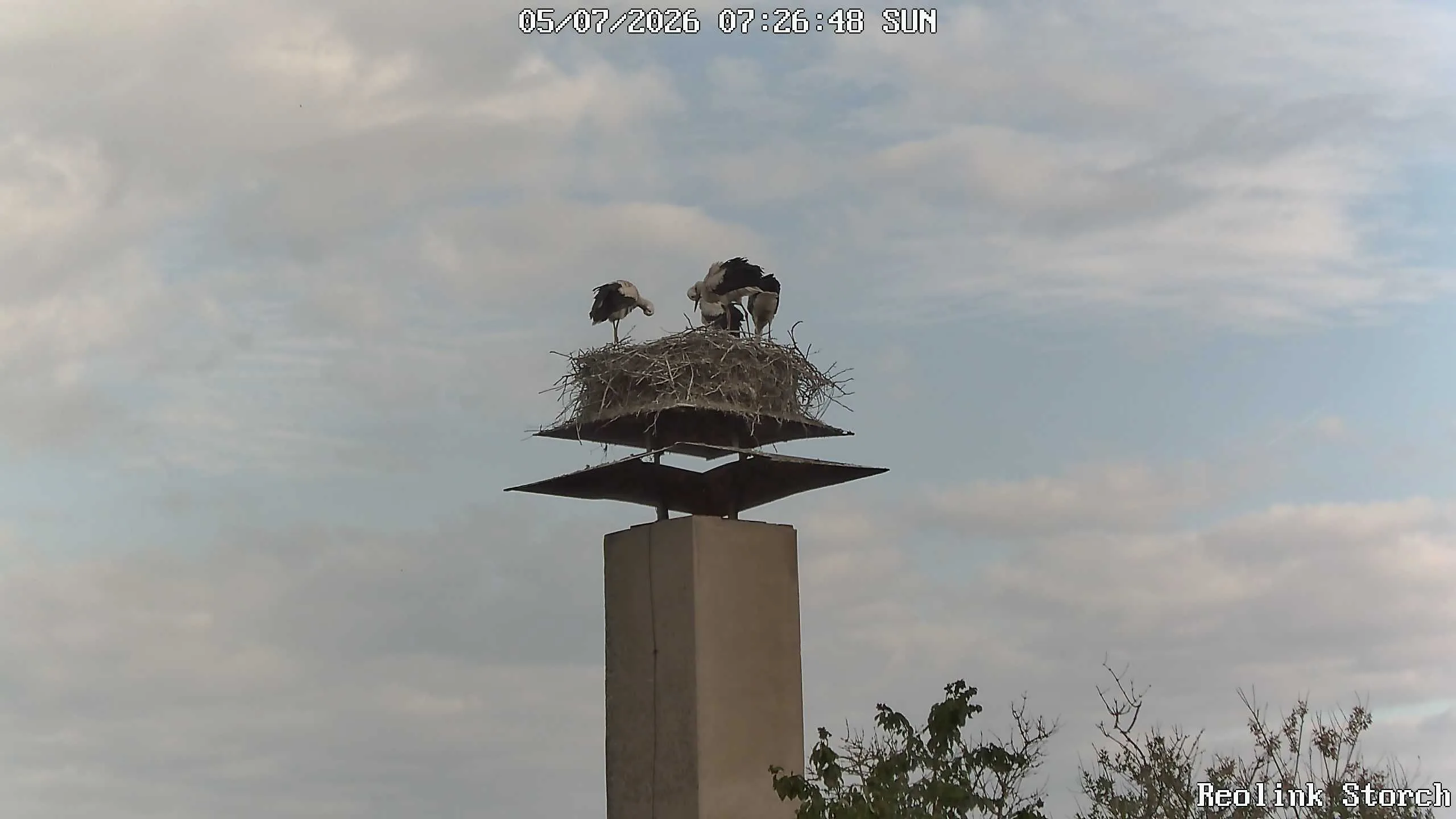Storchencam Bild