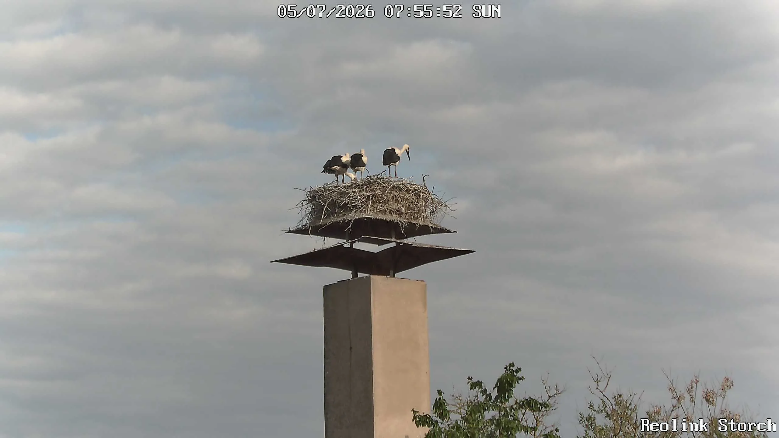 Storchencam Bild