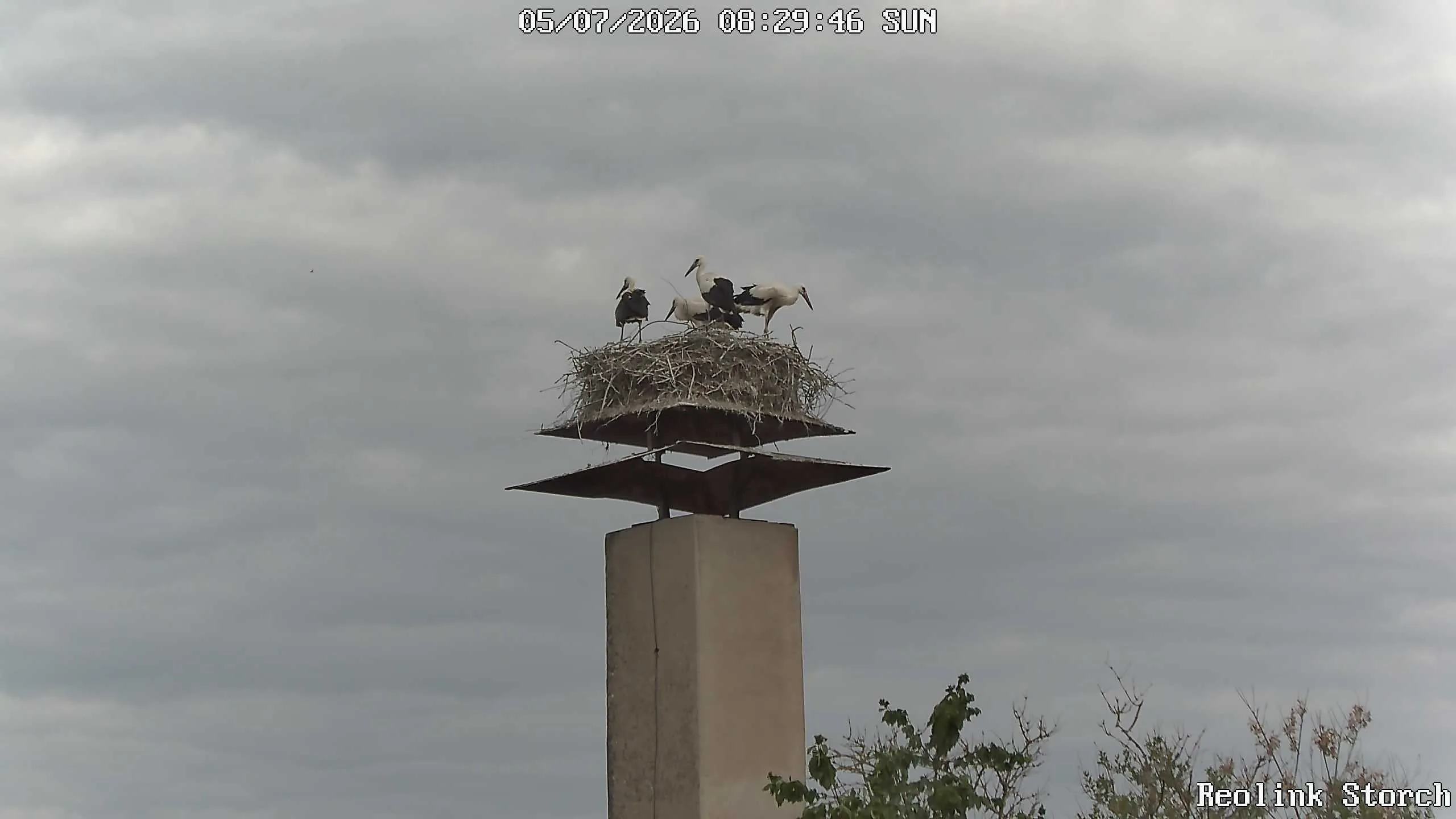 Storchencam Bild