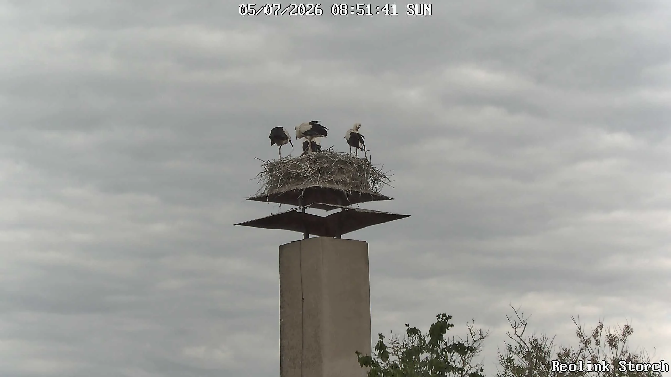 Storchencam Bild