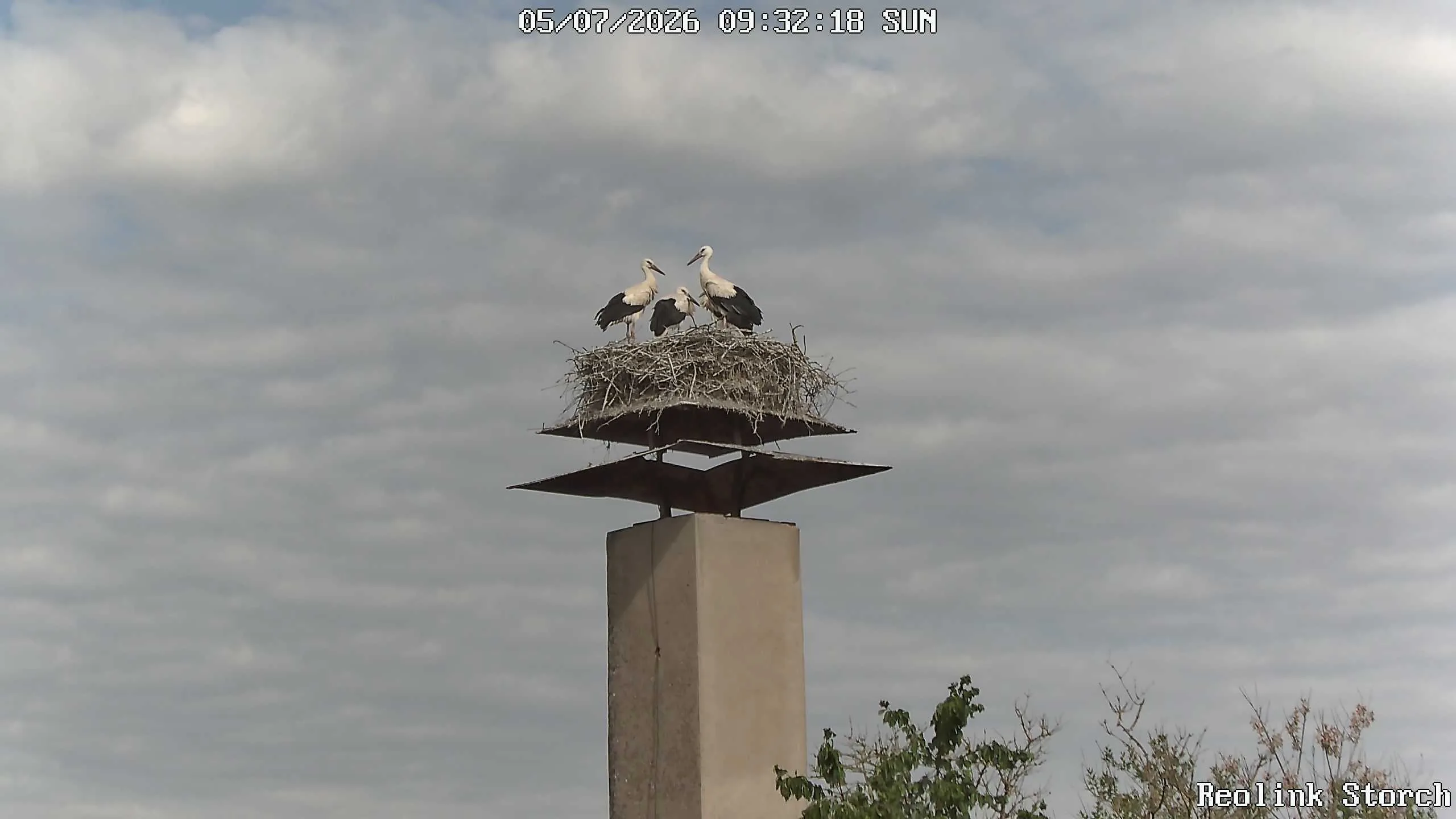 Storchencam Bild