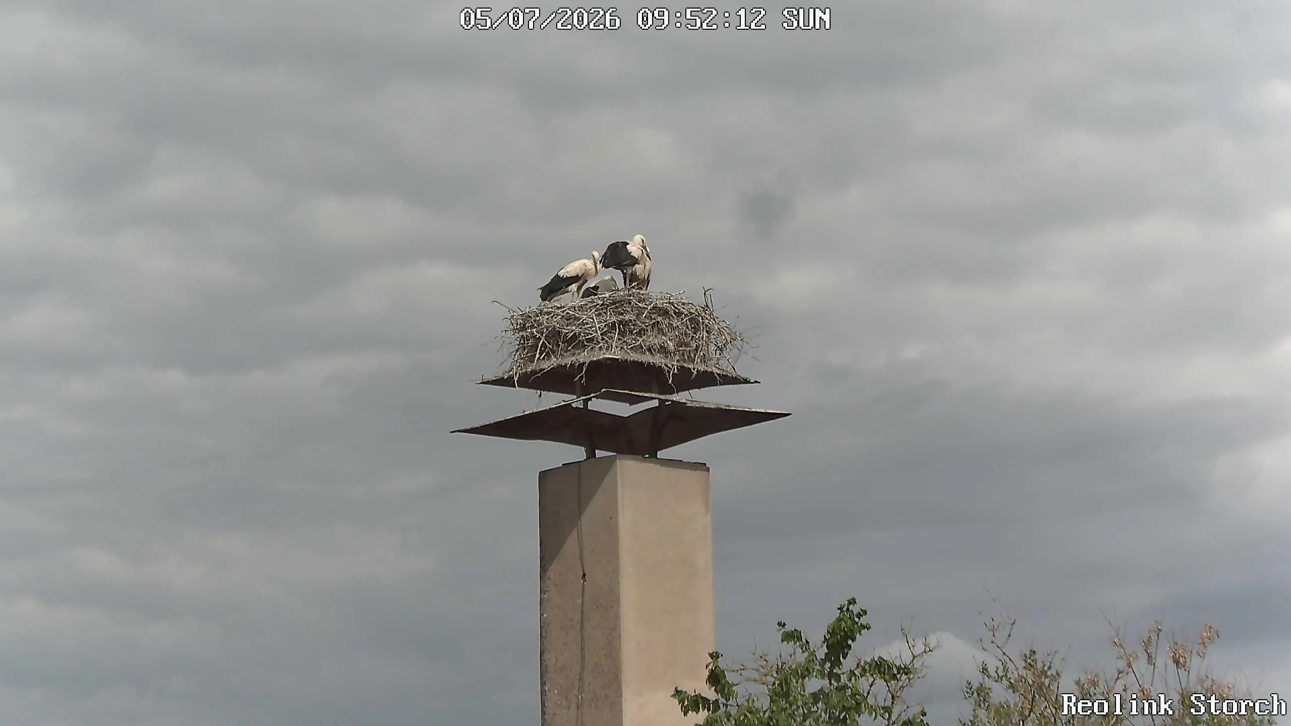 Storchencam Bild