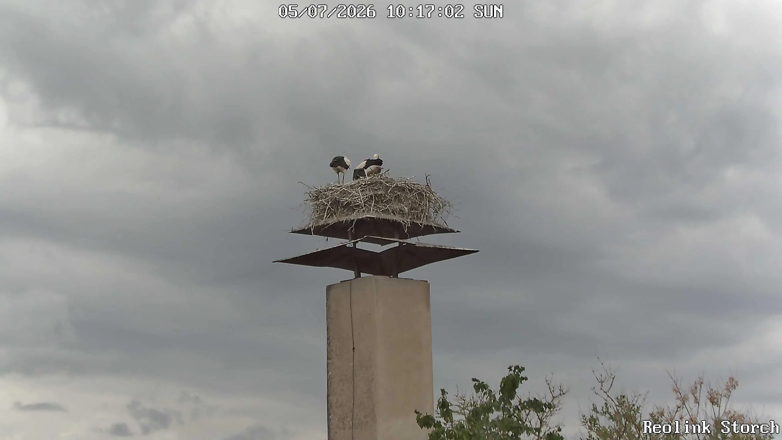 Storchencam Bild