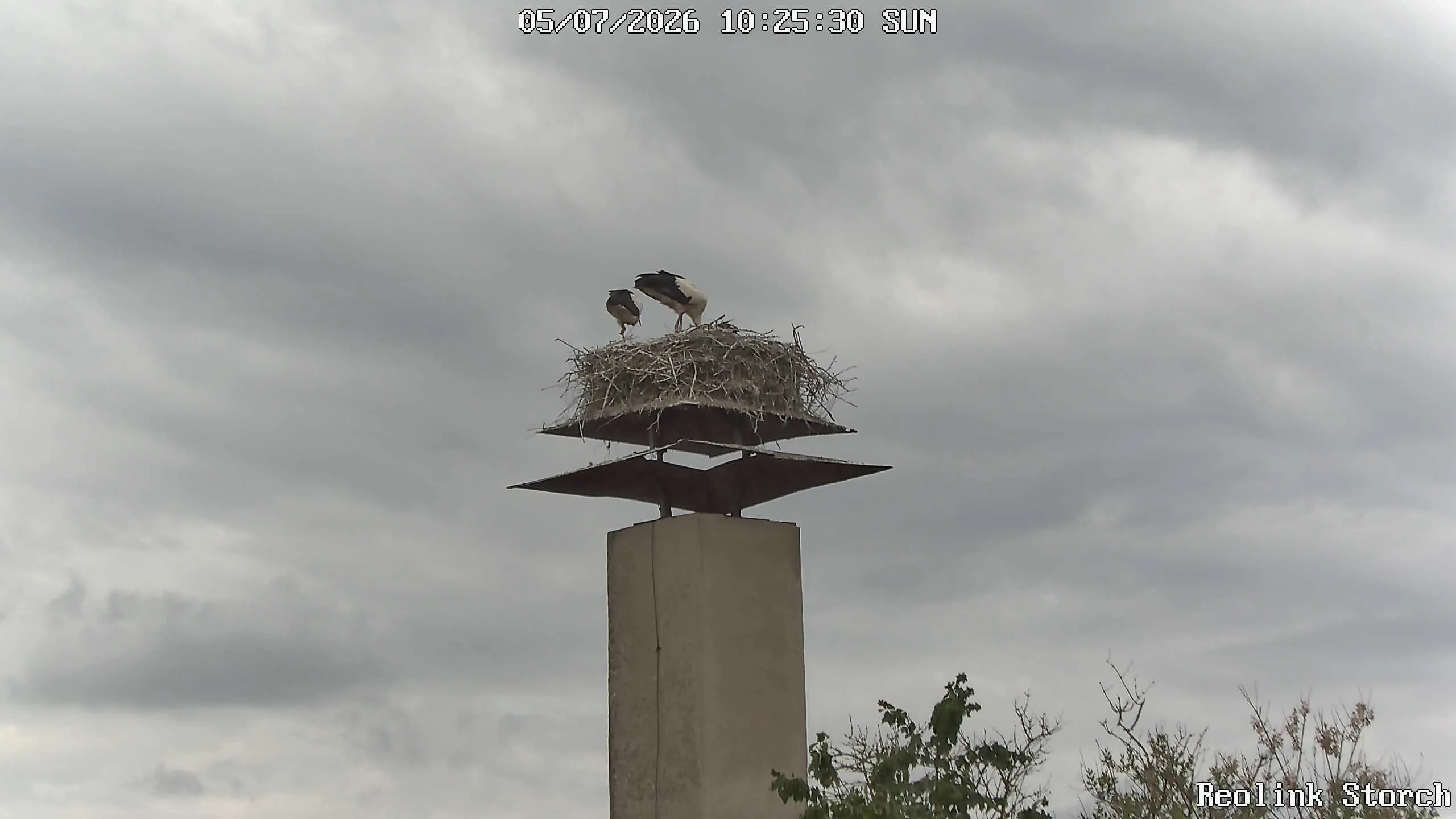 Storchencam Bild