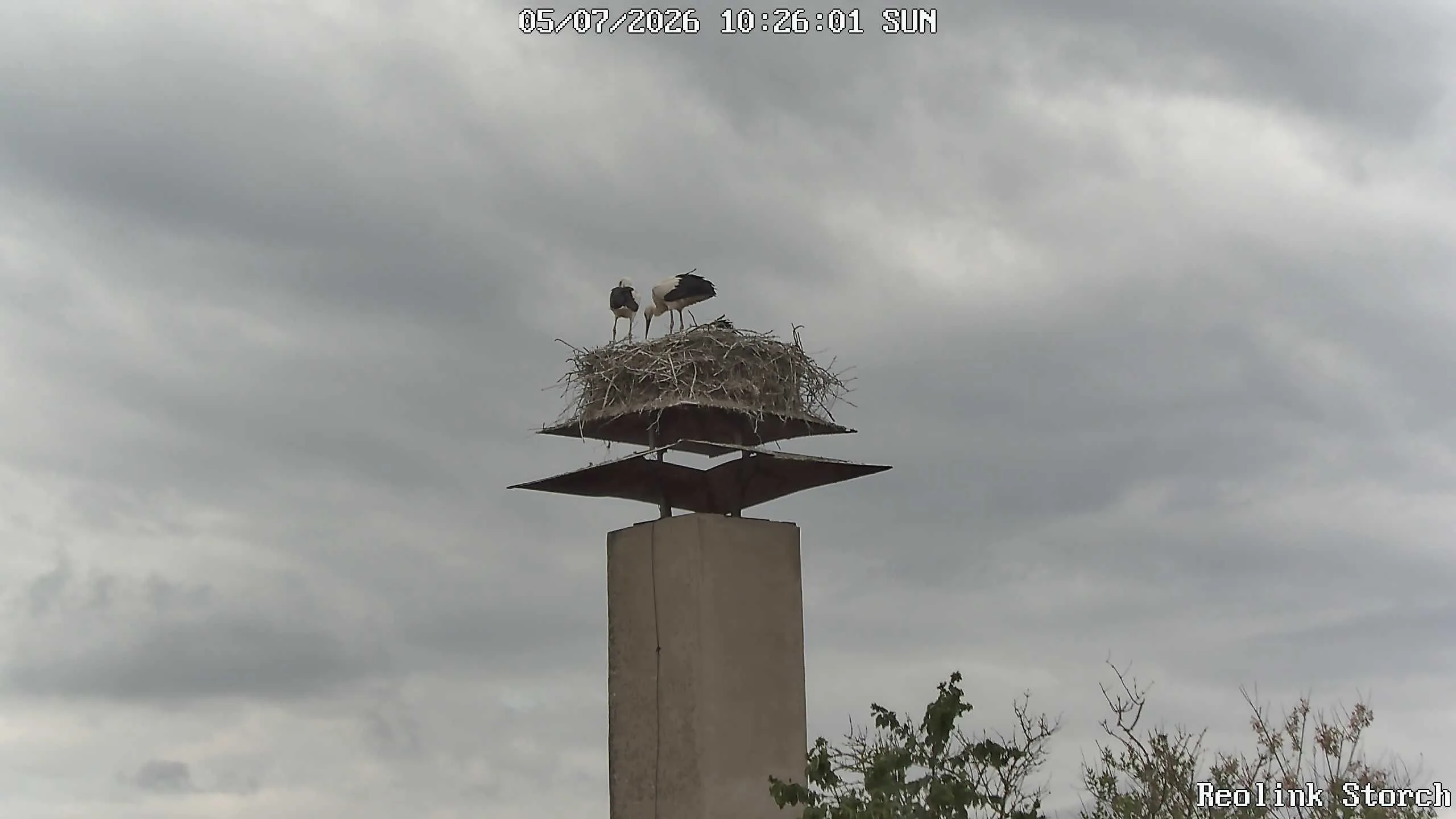 Storchencam Bild