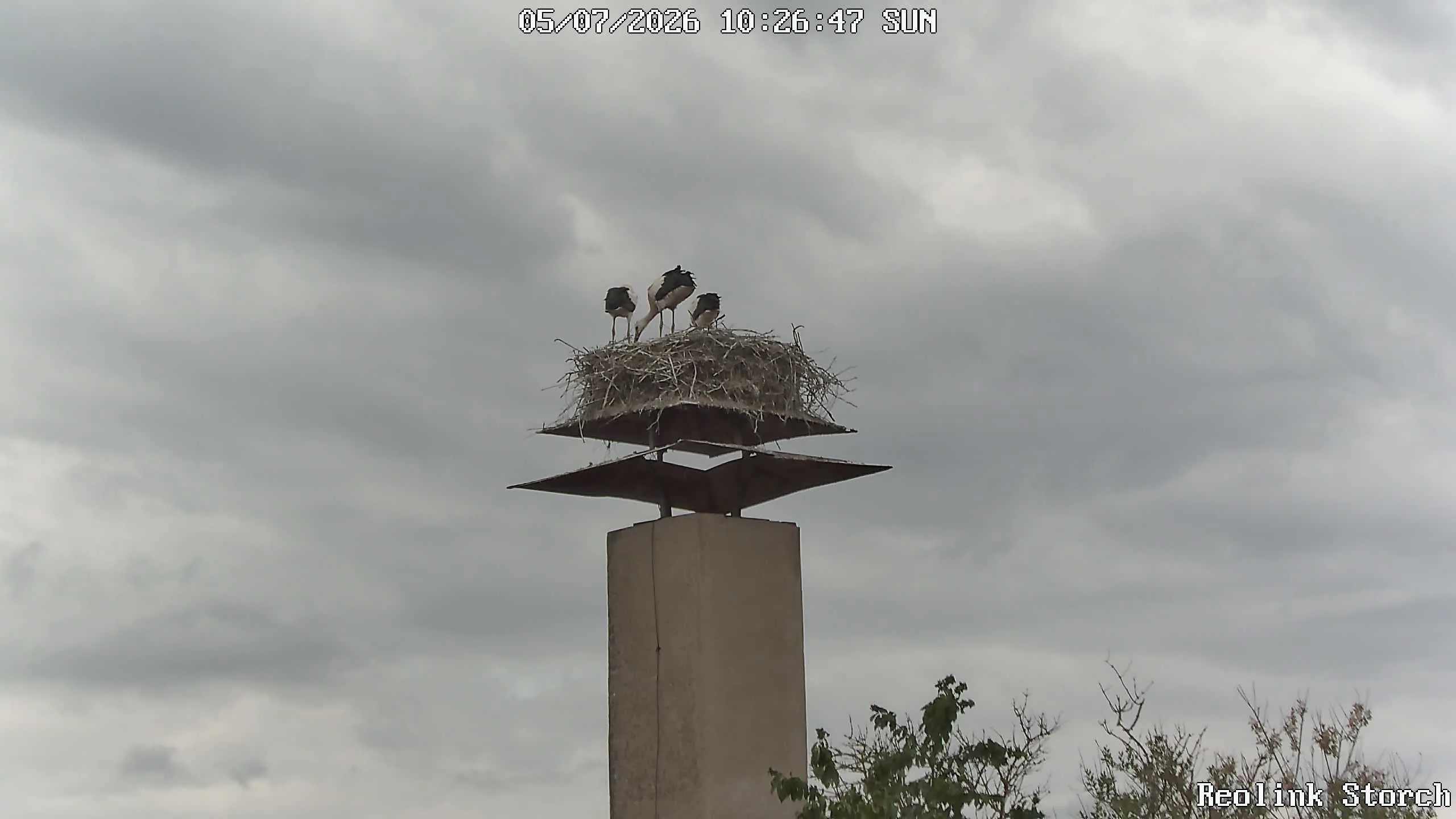 Storchencam Bild