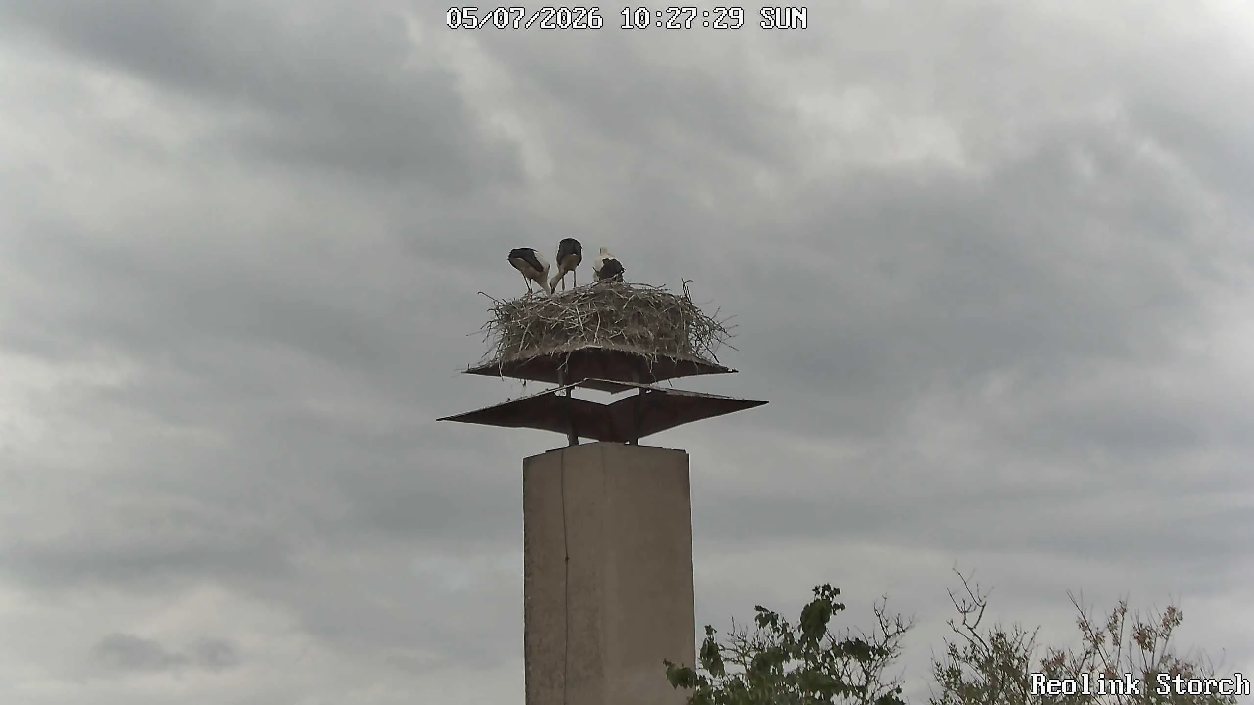Storchencam Bild