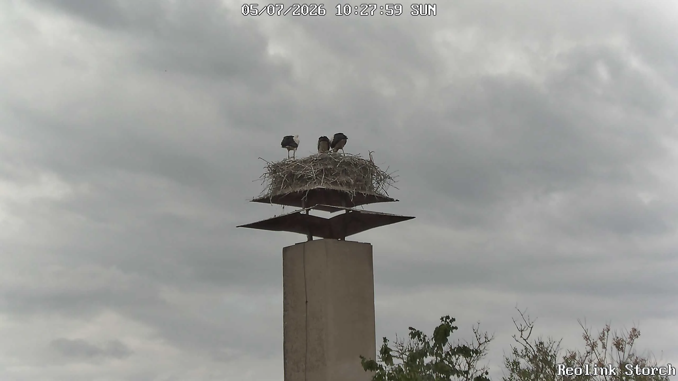 Storchencam Bild