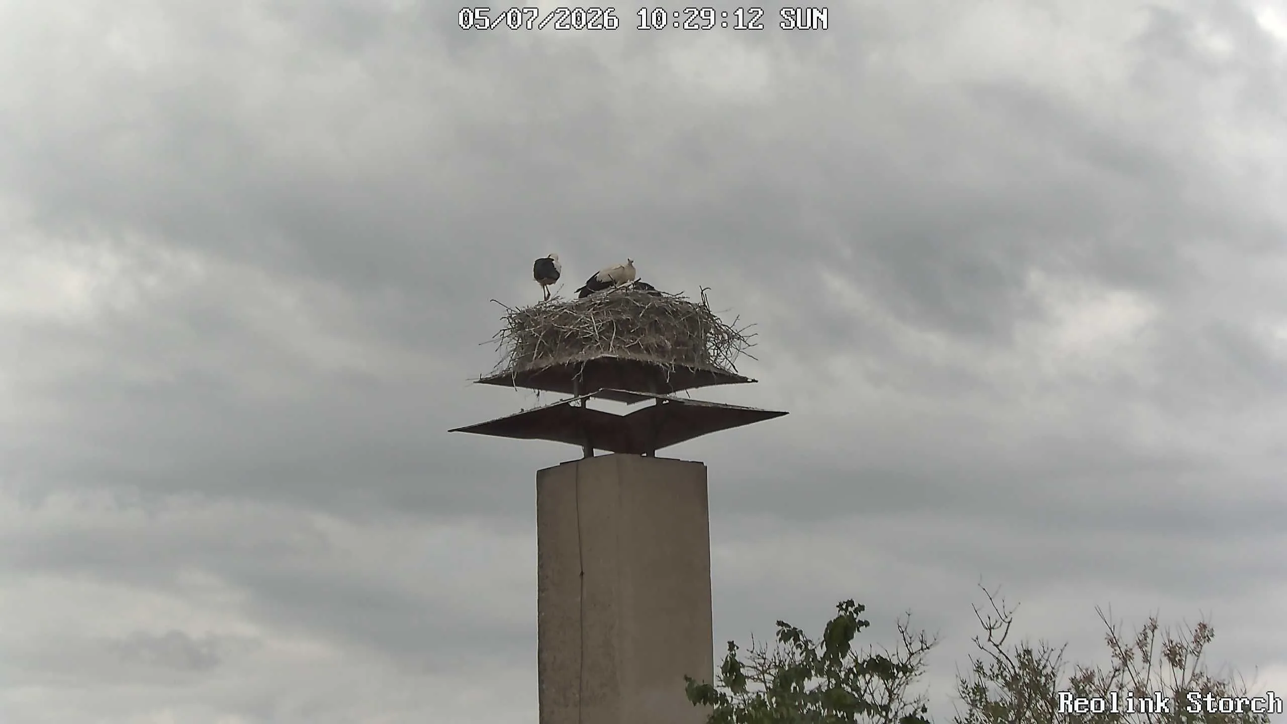 Storchencam Bild