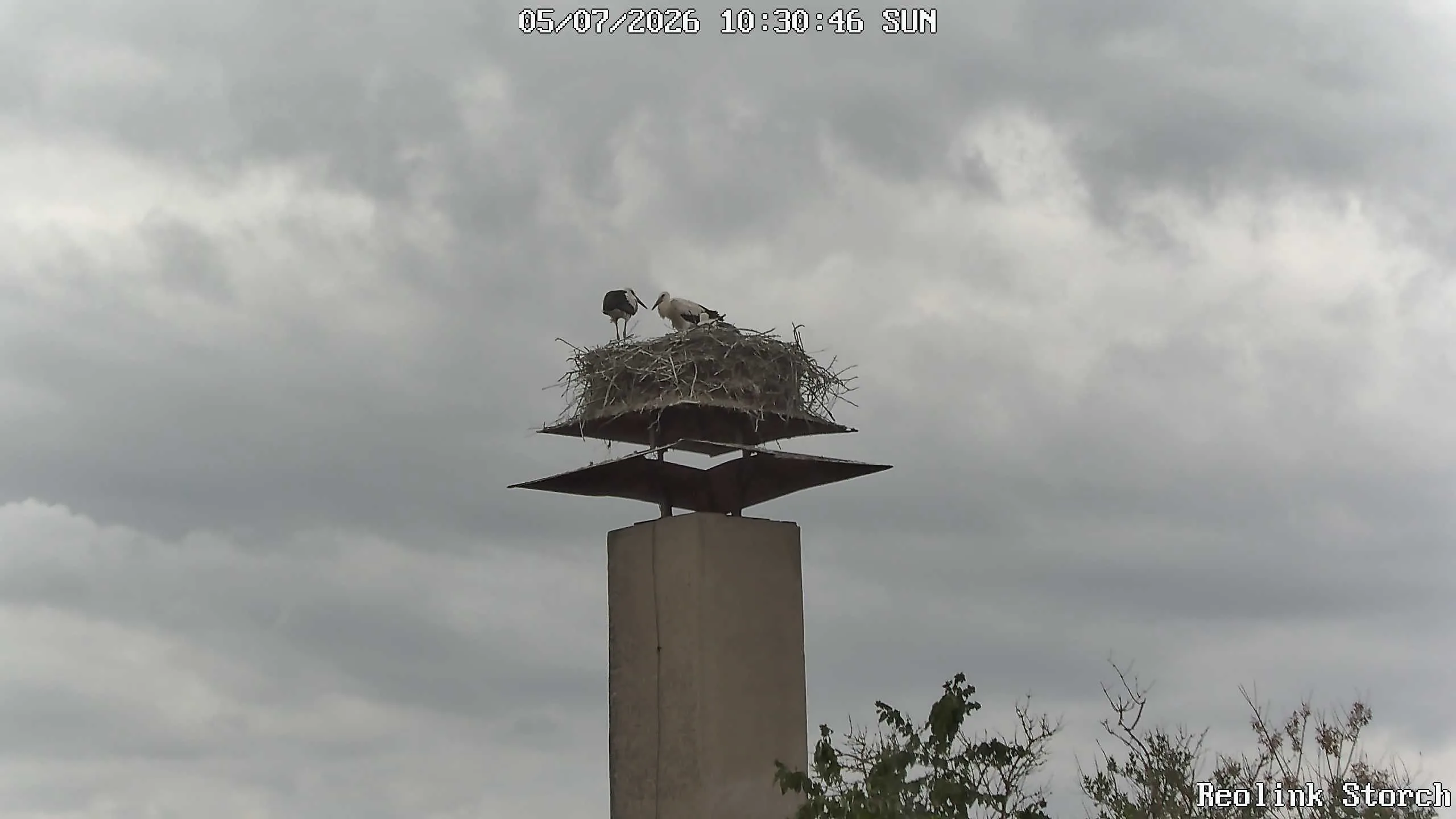 Storchencam Bild