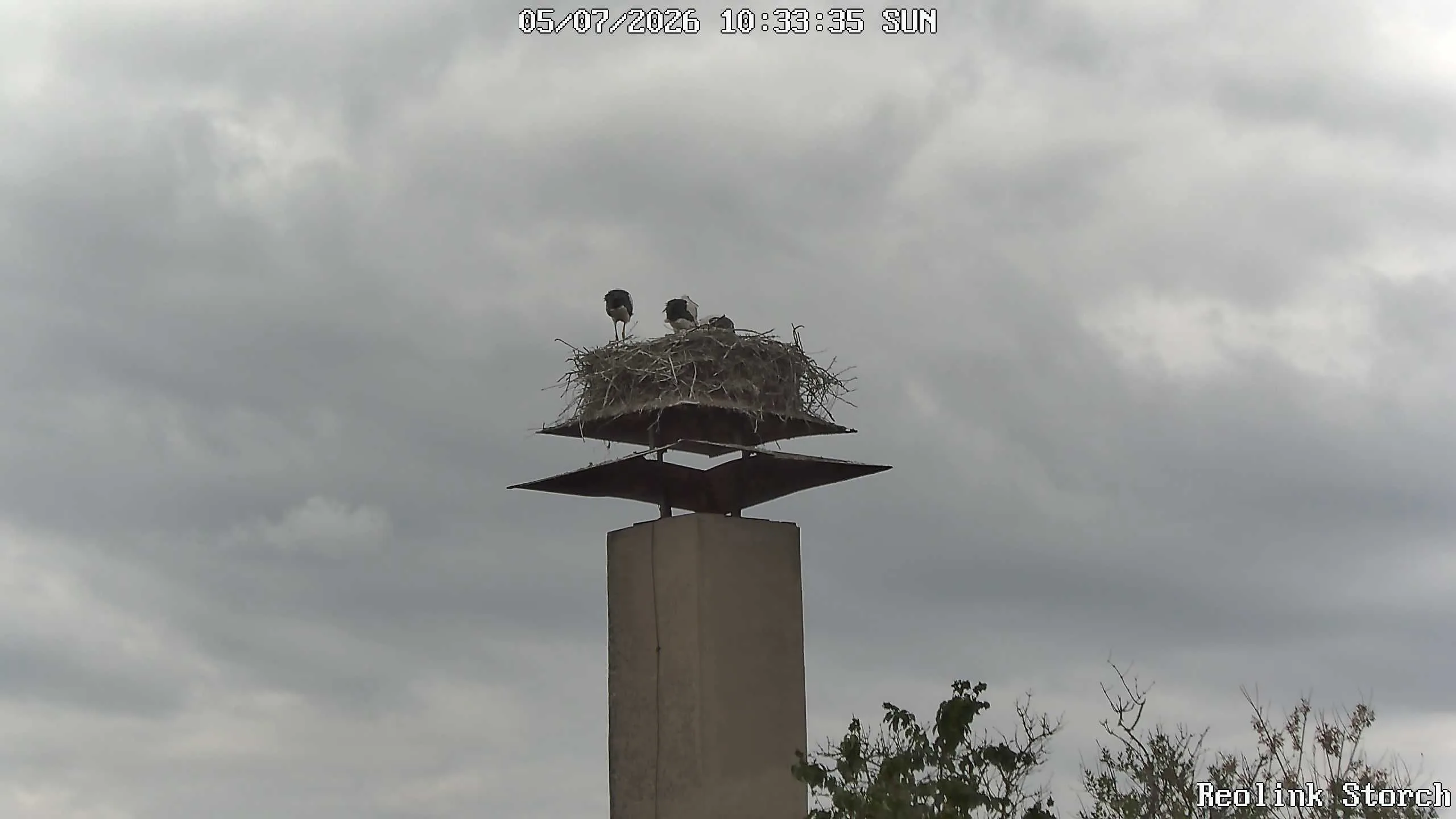 Storchencam Bild