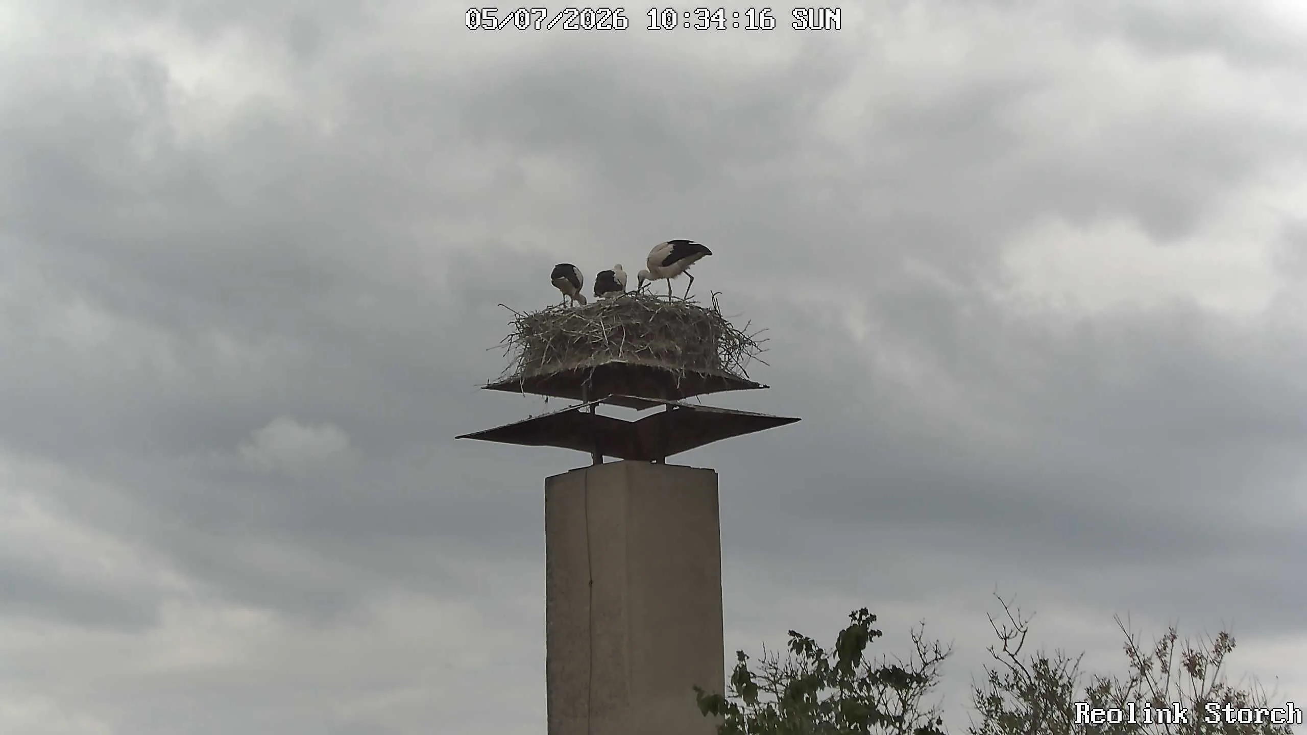 Storchencam Bild