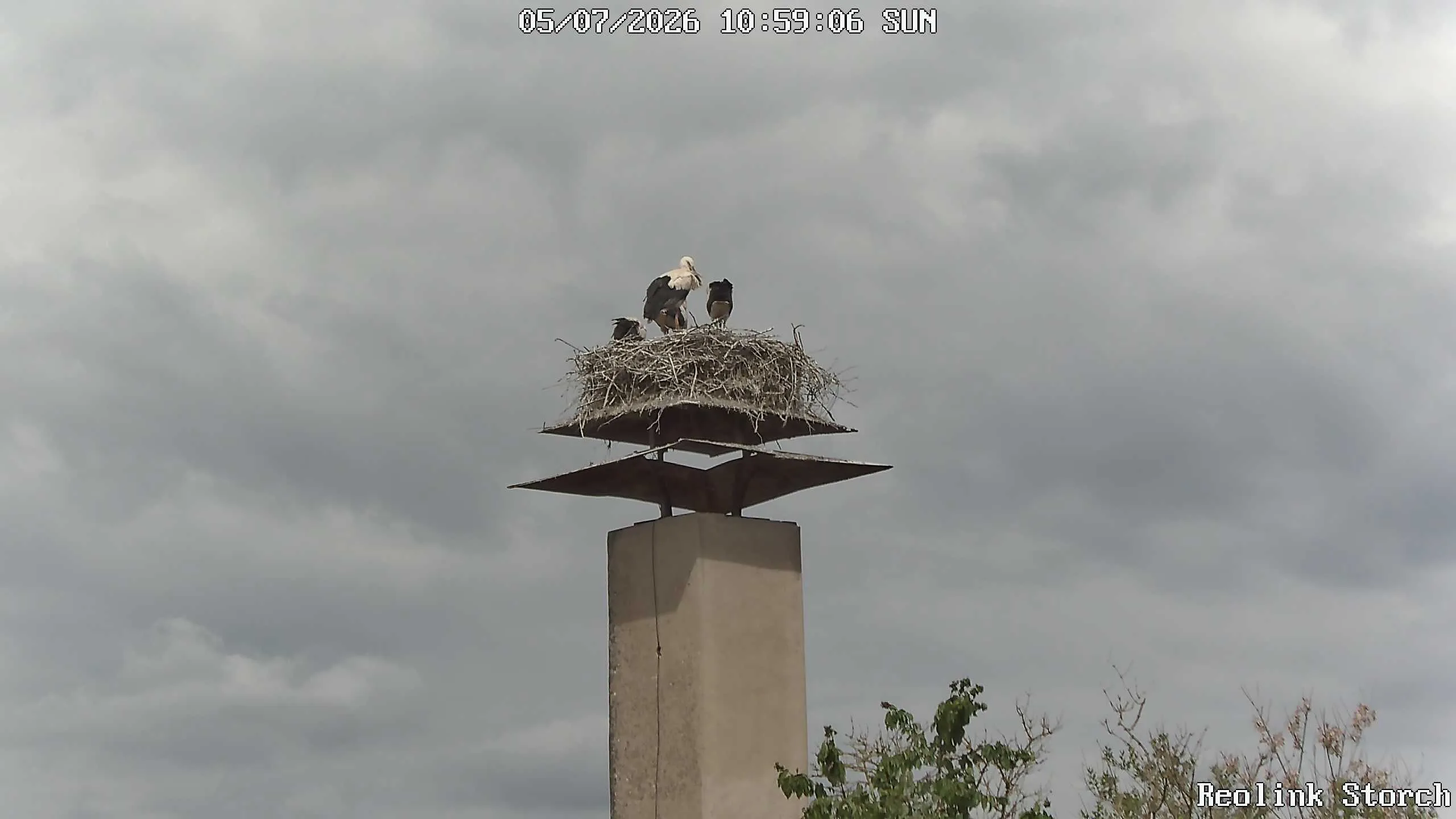 Storchencam Bild