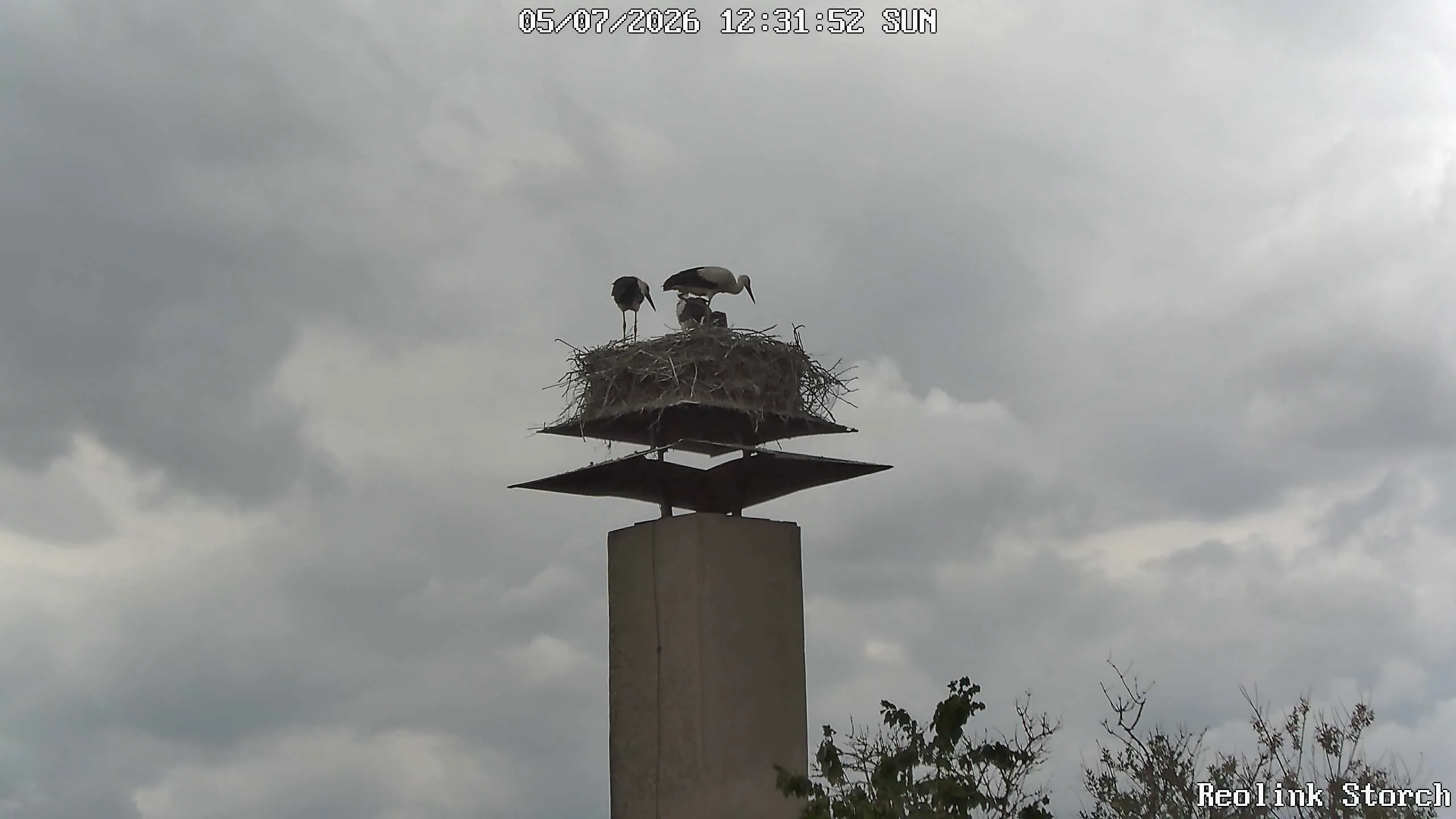 Storchencam Bild