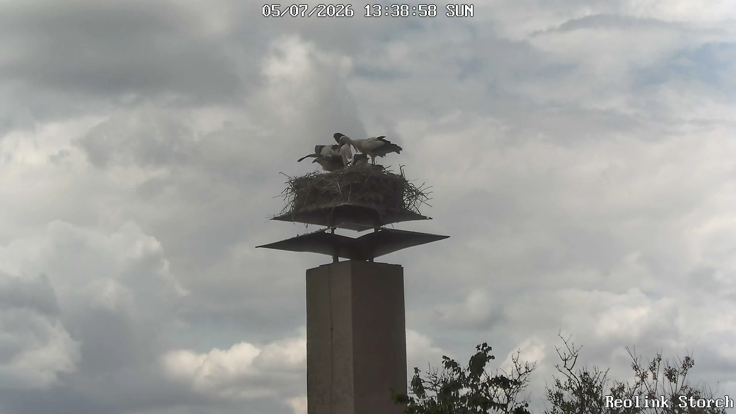 Storchencam Bild
