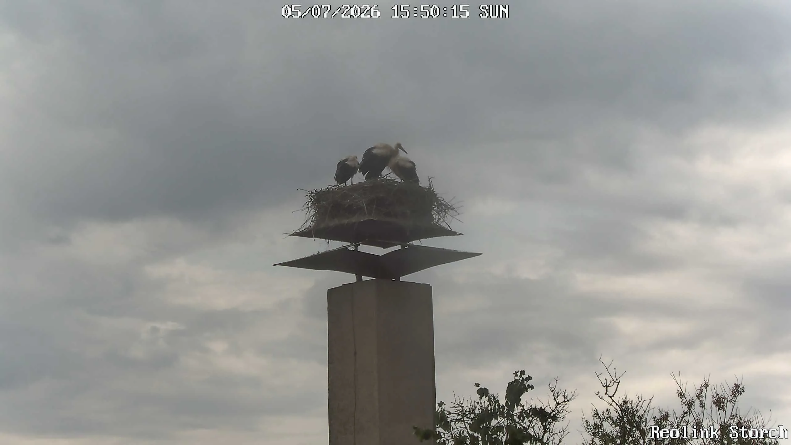 Storchencam Bild