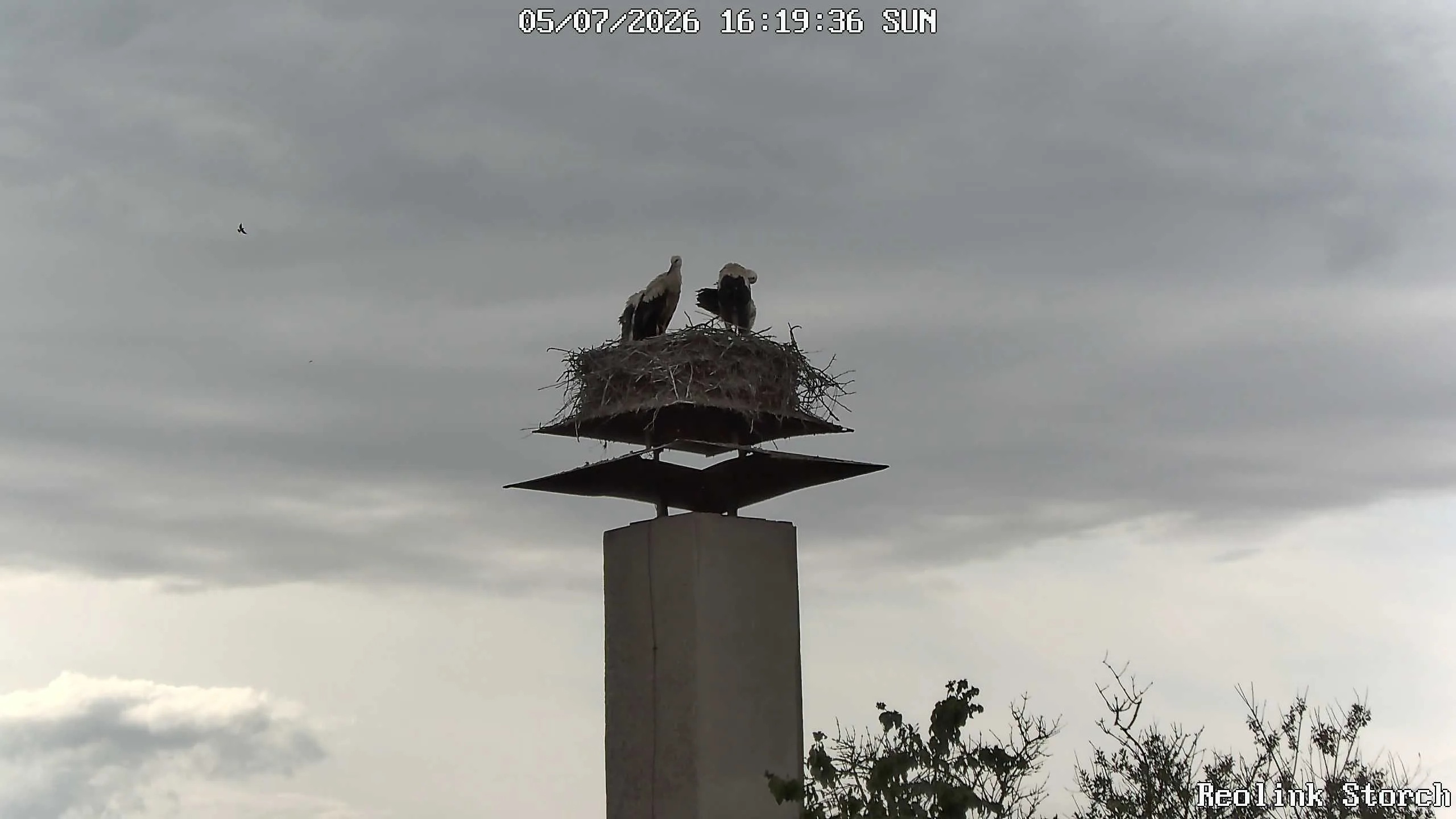 Storchencam Bild