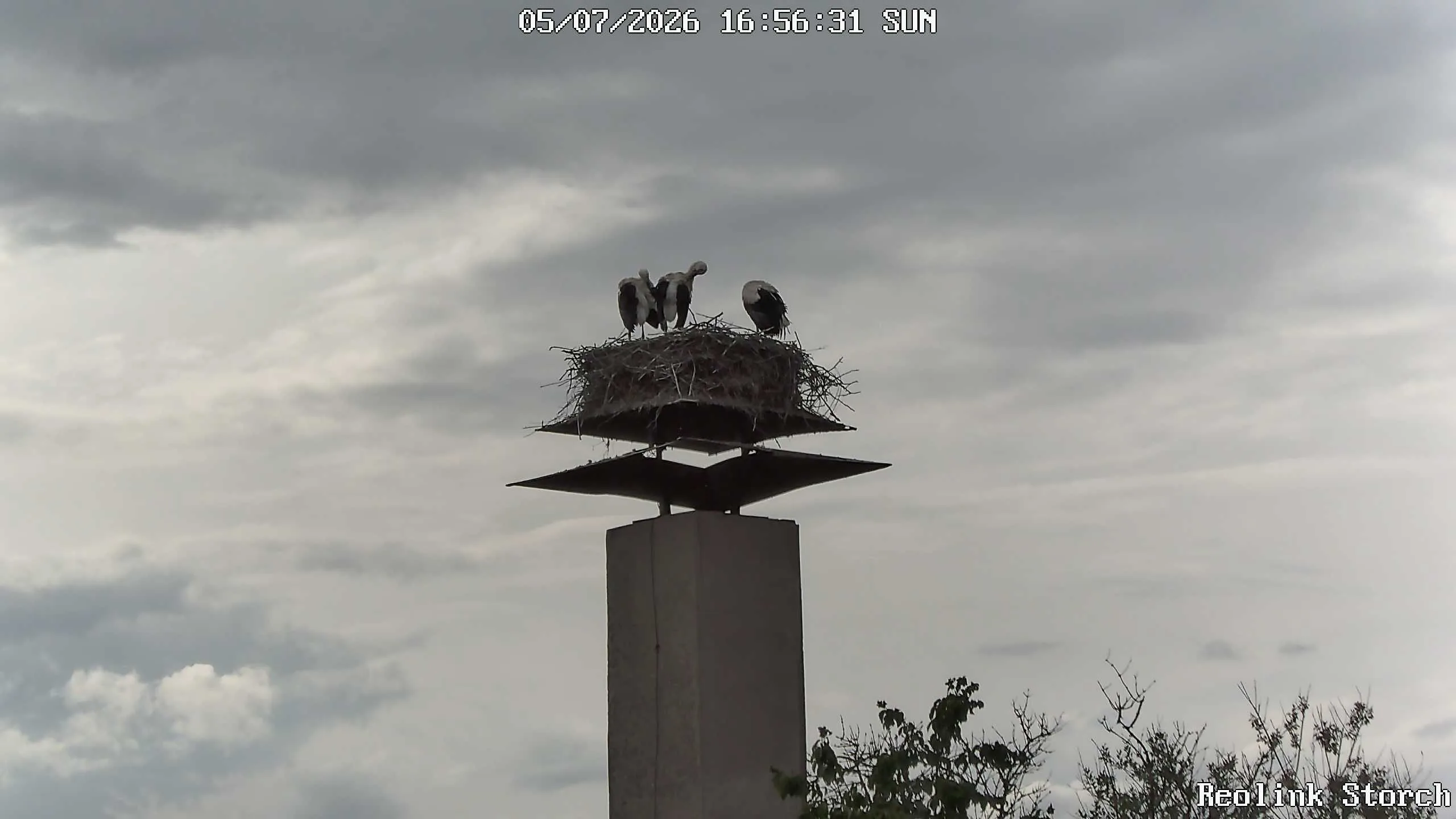 Storchencam Bild