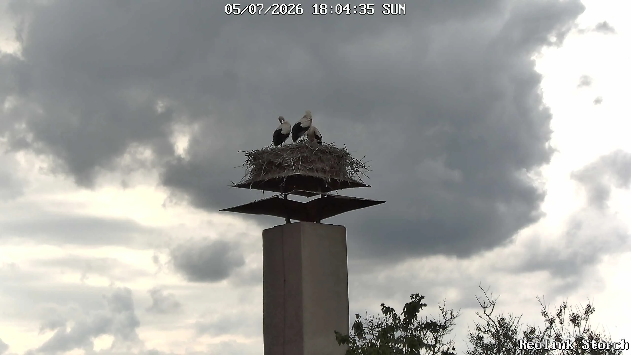 Storchencam Bild