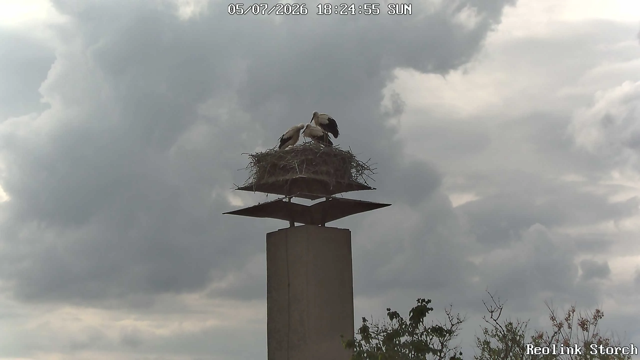 Storchencam Bild