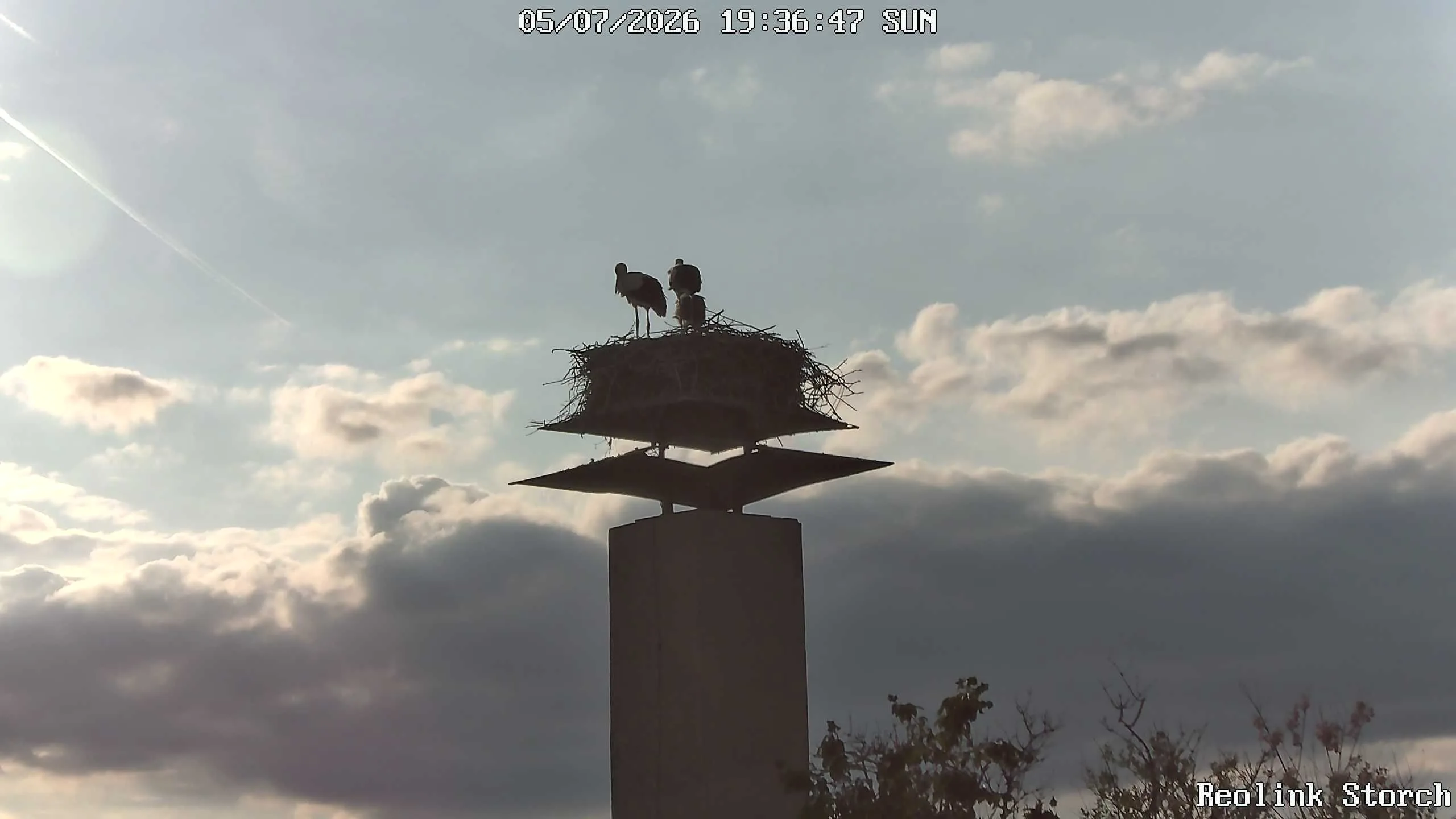 Storchencam Bild