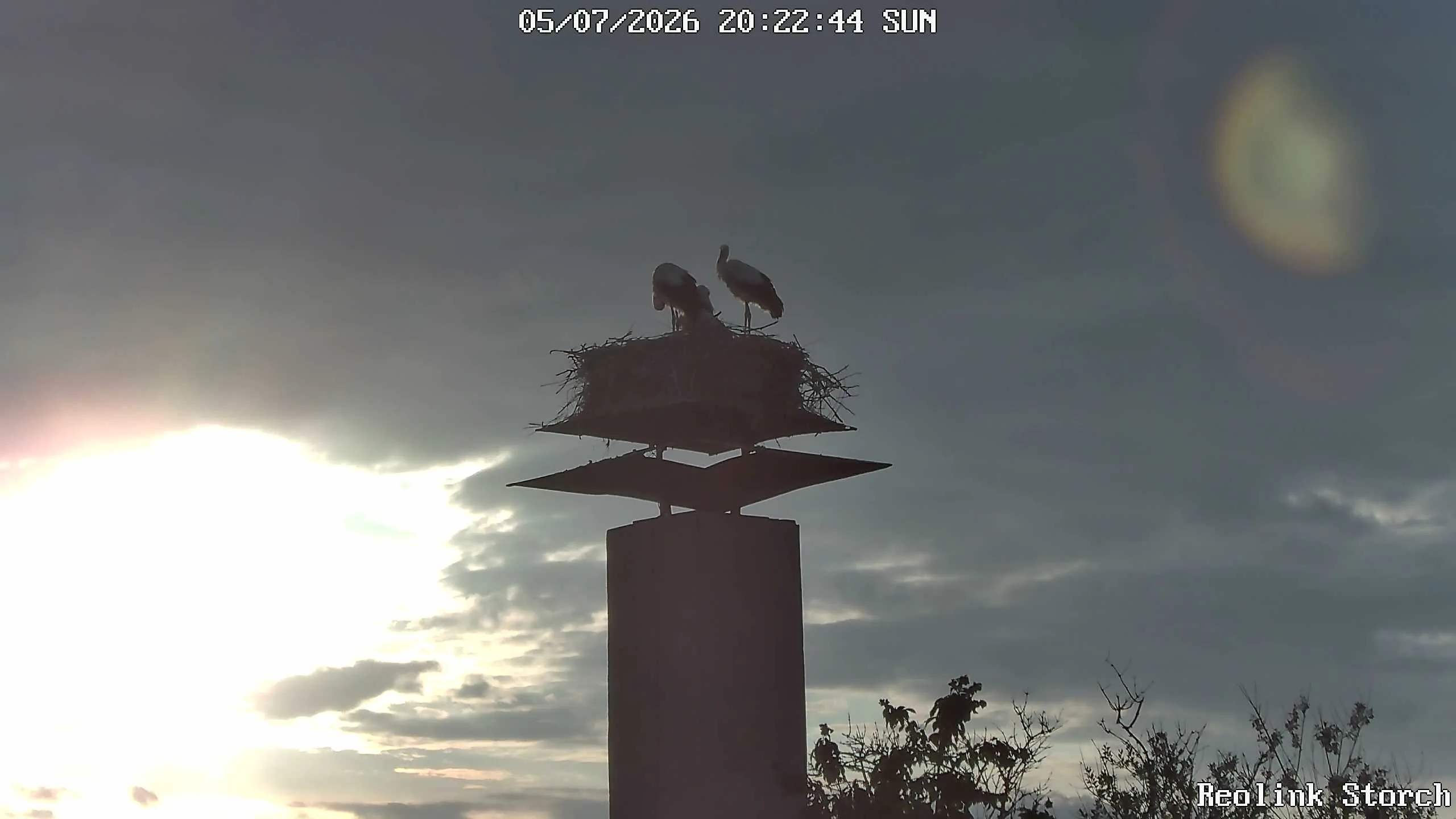 Storchencam Bild