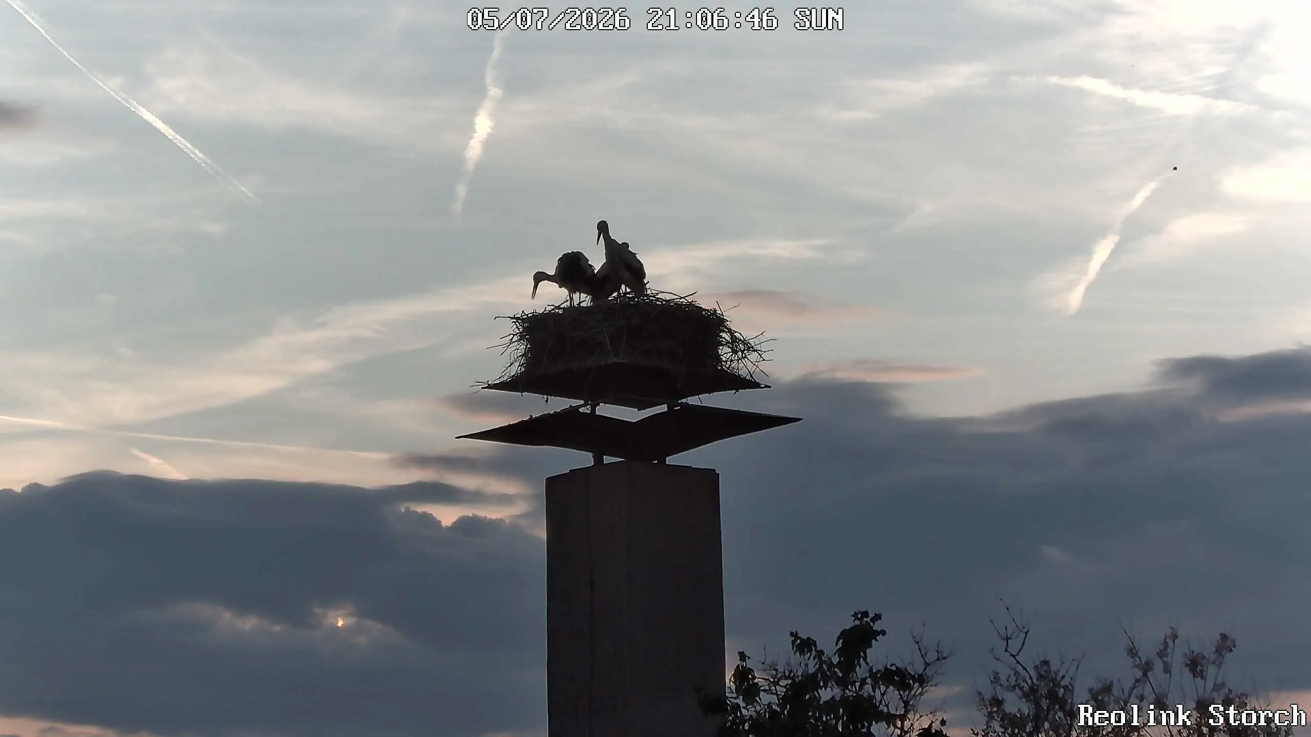 Storchencam Bild