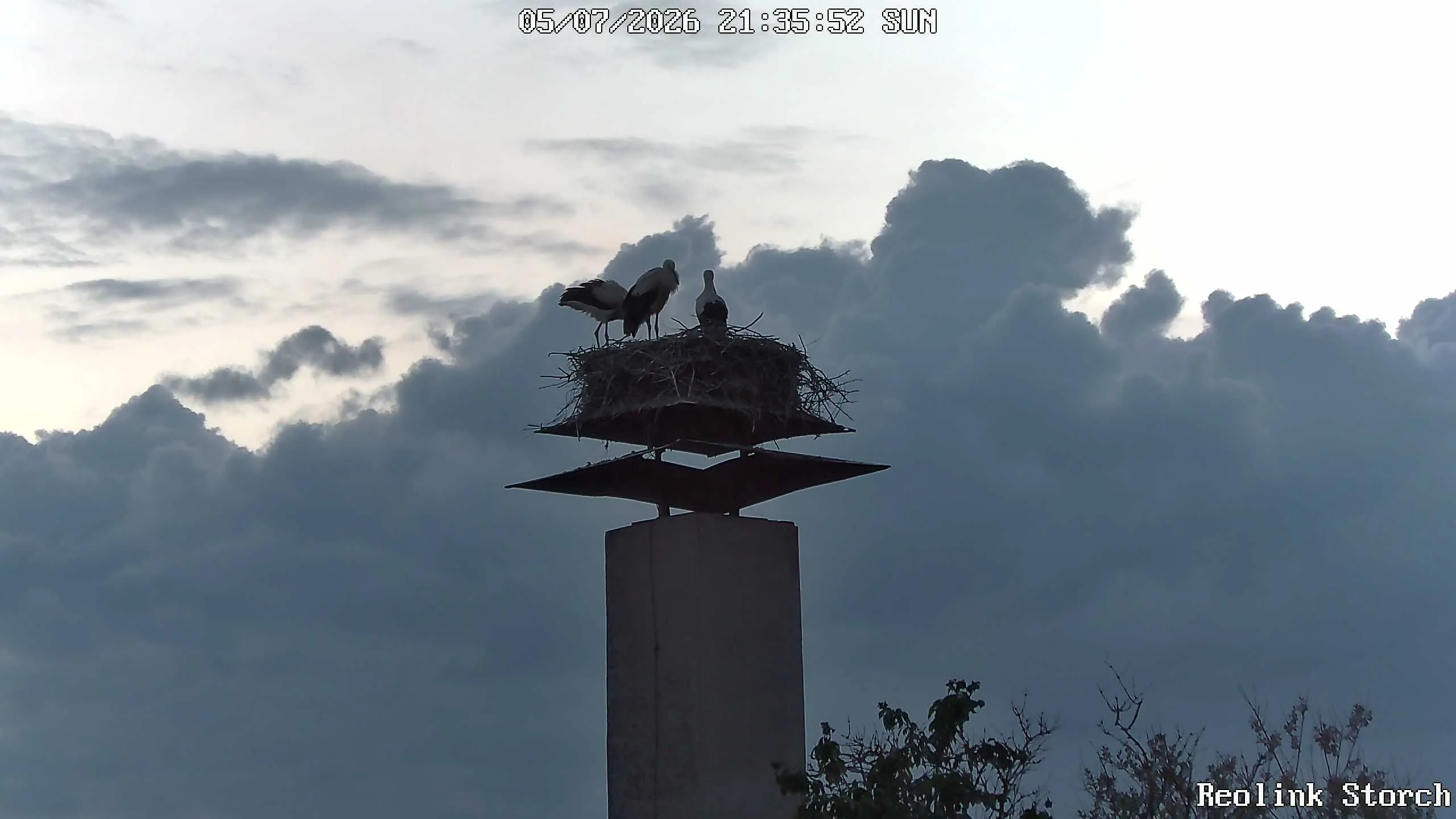 Storchencam Bild